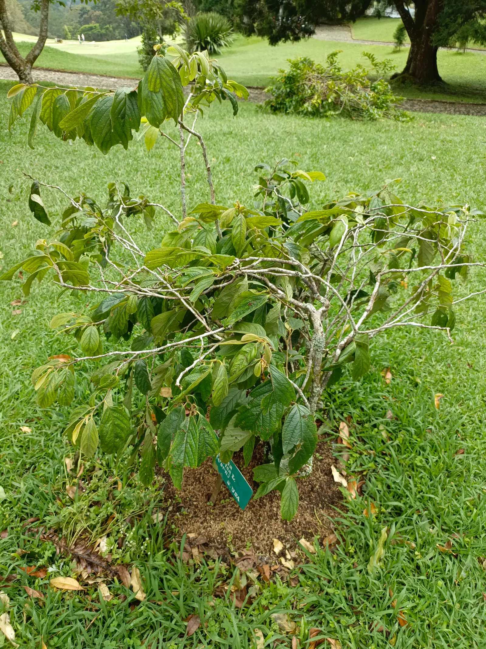 Water Tupelo (Nyssa Aquatica) — ensures it will be a treasured component of any landscape; allow ample space for its mature dimensions to avoid crowding and to