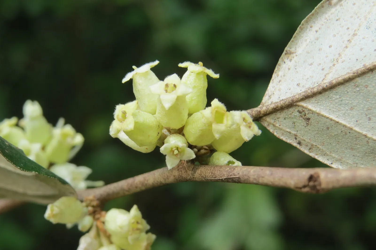 Water Tupelo (Nyssa Aquatica) — preferring full sun to partial shade and is often found on the edges of ponds