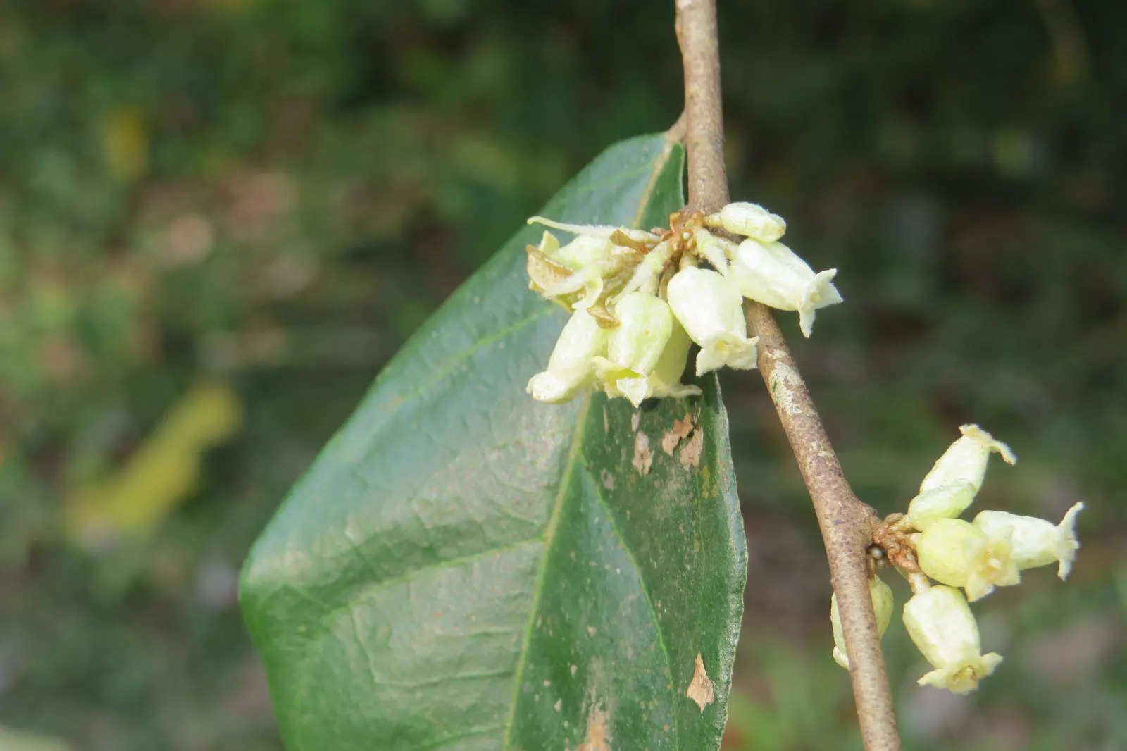 Water Tupelo (Nyssa Aquatica) — ensures it will be a treasured component of any landscape