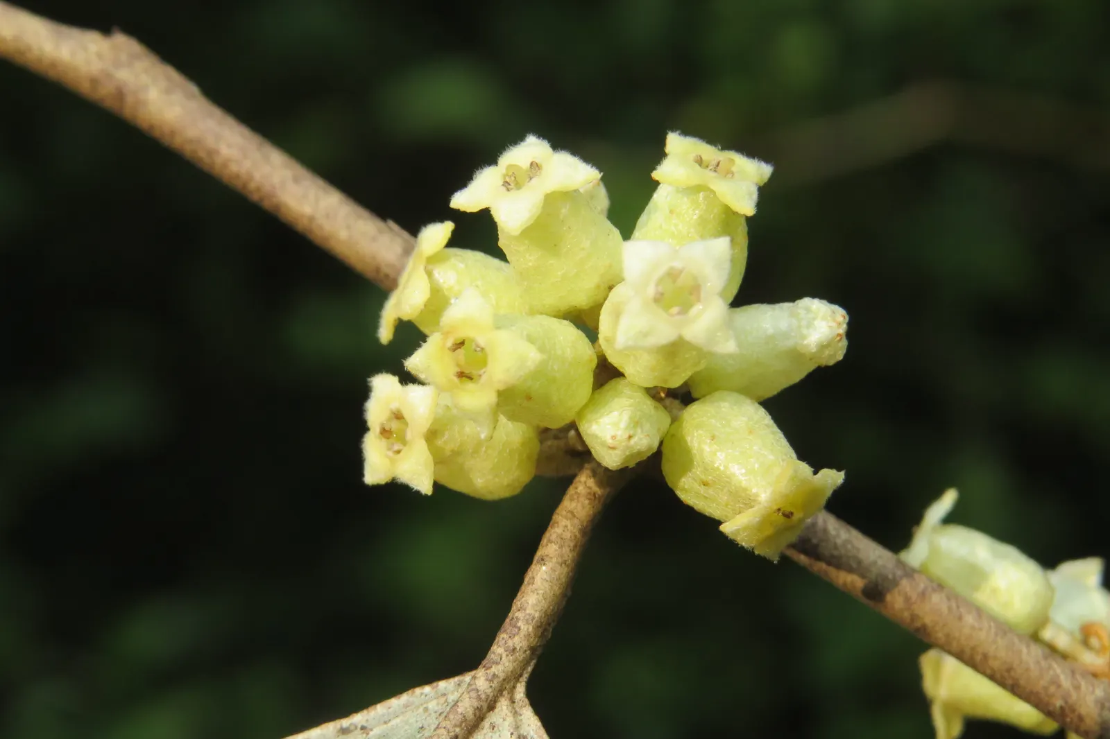 Water Tupelo (Nyssa Aquatica) — The Ogeechee Tupelo (Nyssa aquatica) is a striking deciduous tree