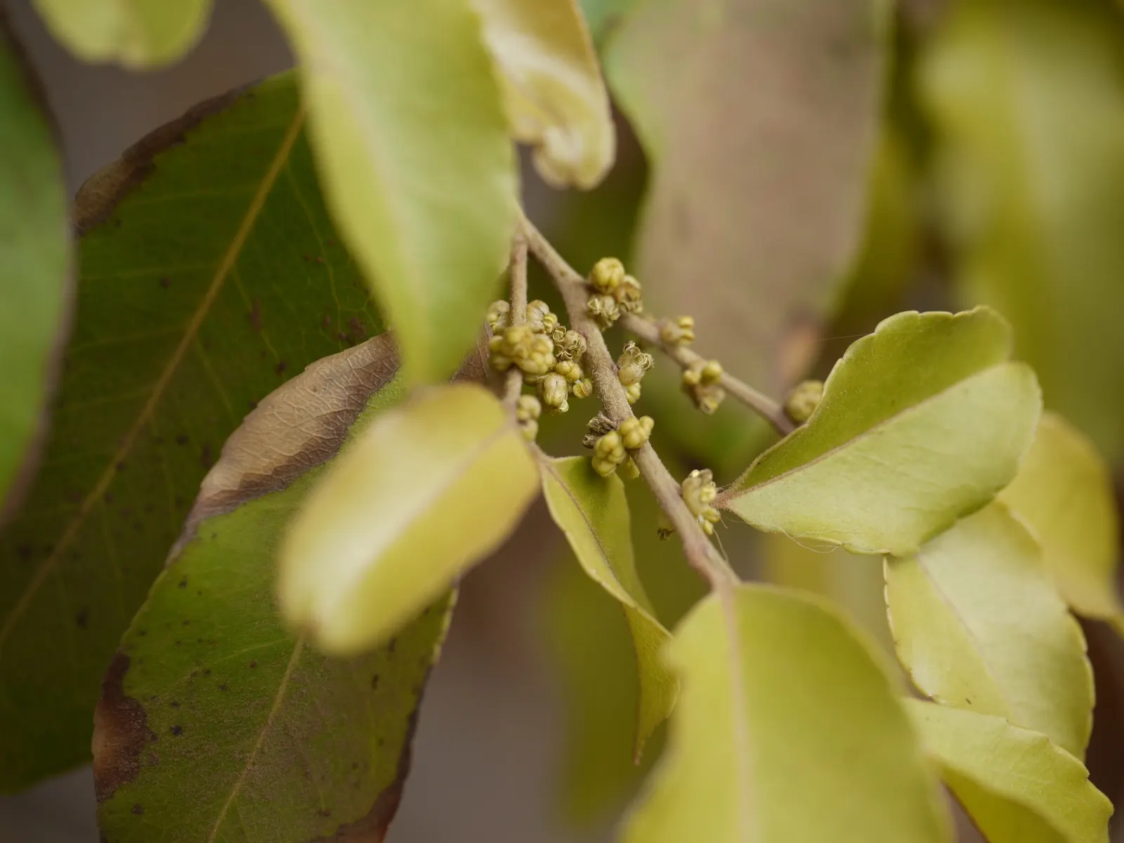 Water Tupelo (Nyssa Aquatica) — or as a specimen tree in large landscapes; it provides habitat for wildlife and the spring blooms attract, image 57
