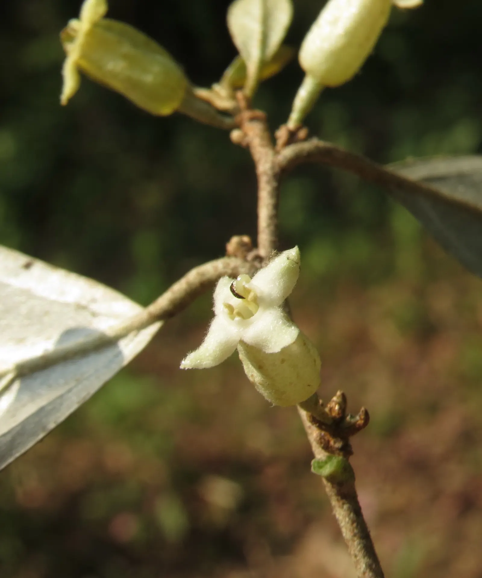 Water Tupelo (Nyssa Aquatica) — Its ability to serve as a habitat and food source for wildlife