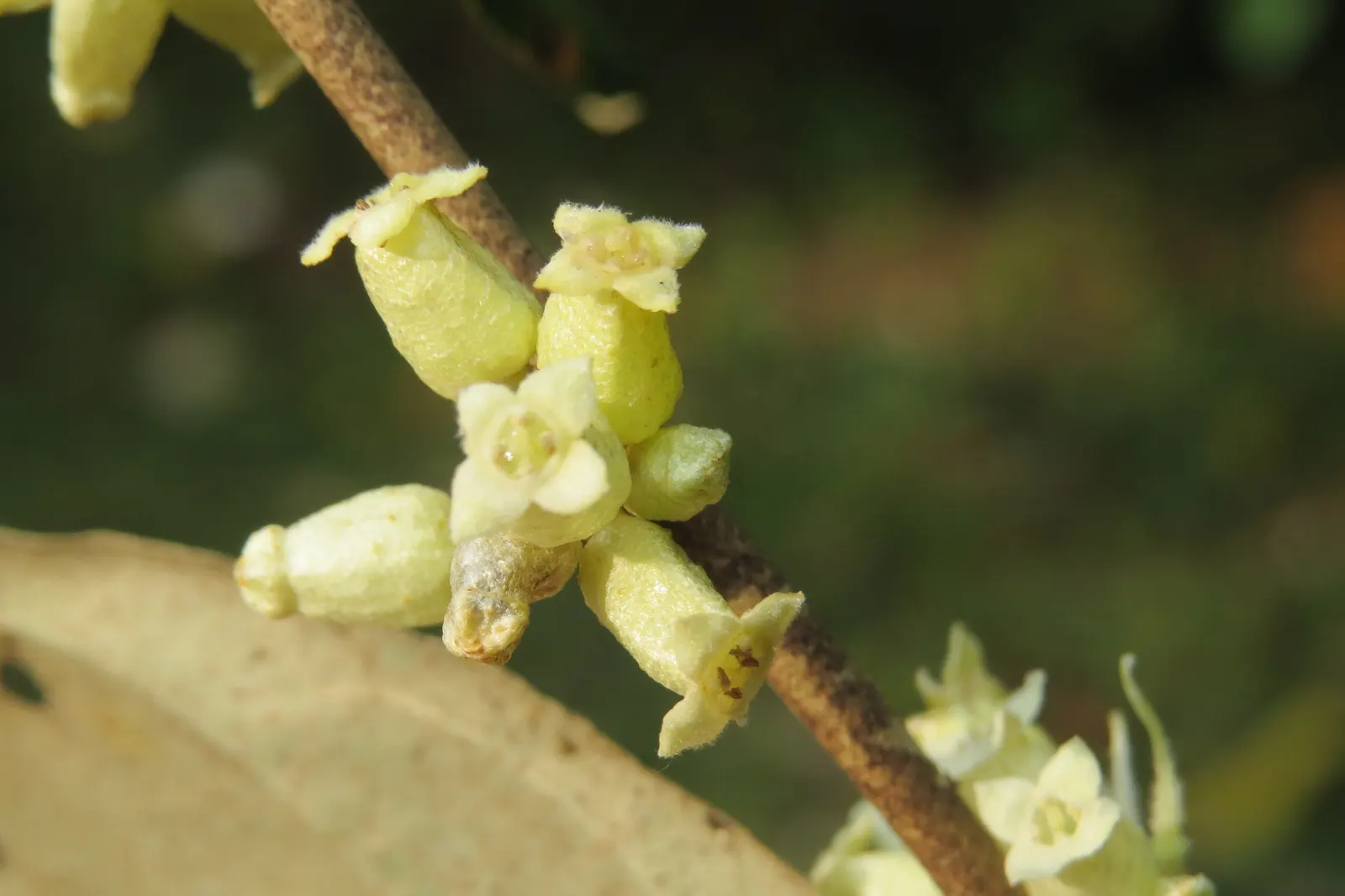 Water Tupelo (Nyssa Aquatica) — thriving in wet conditions; or as a specimen tree in large landscapes, image 48