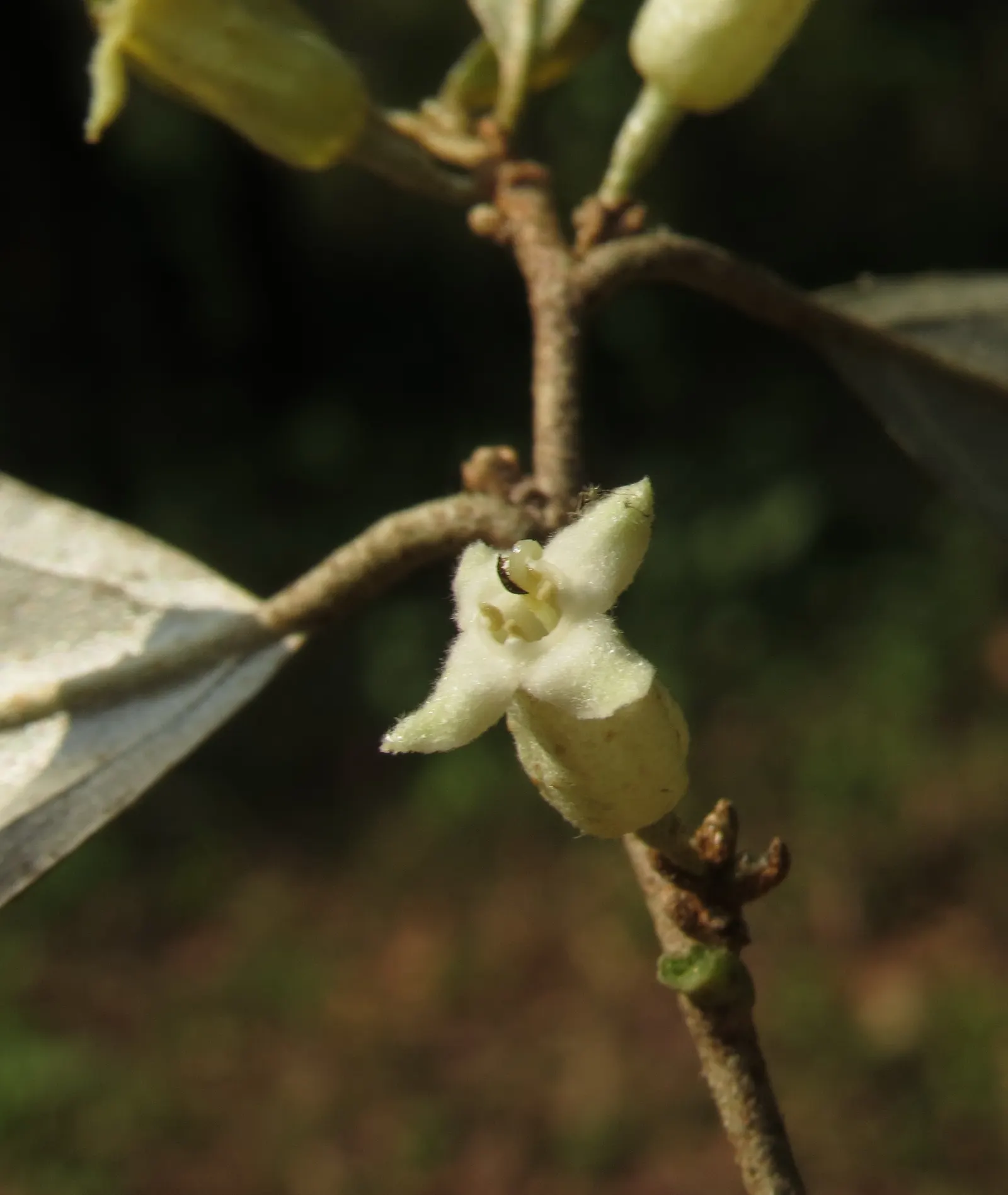 Water Tupelo (Nyssa Aquatica) — Resilient in zones 6-9, it requires full sun to partial shade