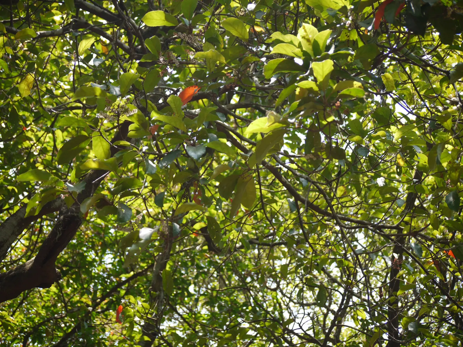 Water Tupelo (Nyssa Aquatica) — Its pyramidal form matures into a rounded canopy, reaching 50-80 feet tall with a 30-50 foot spread