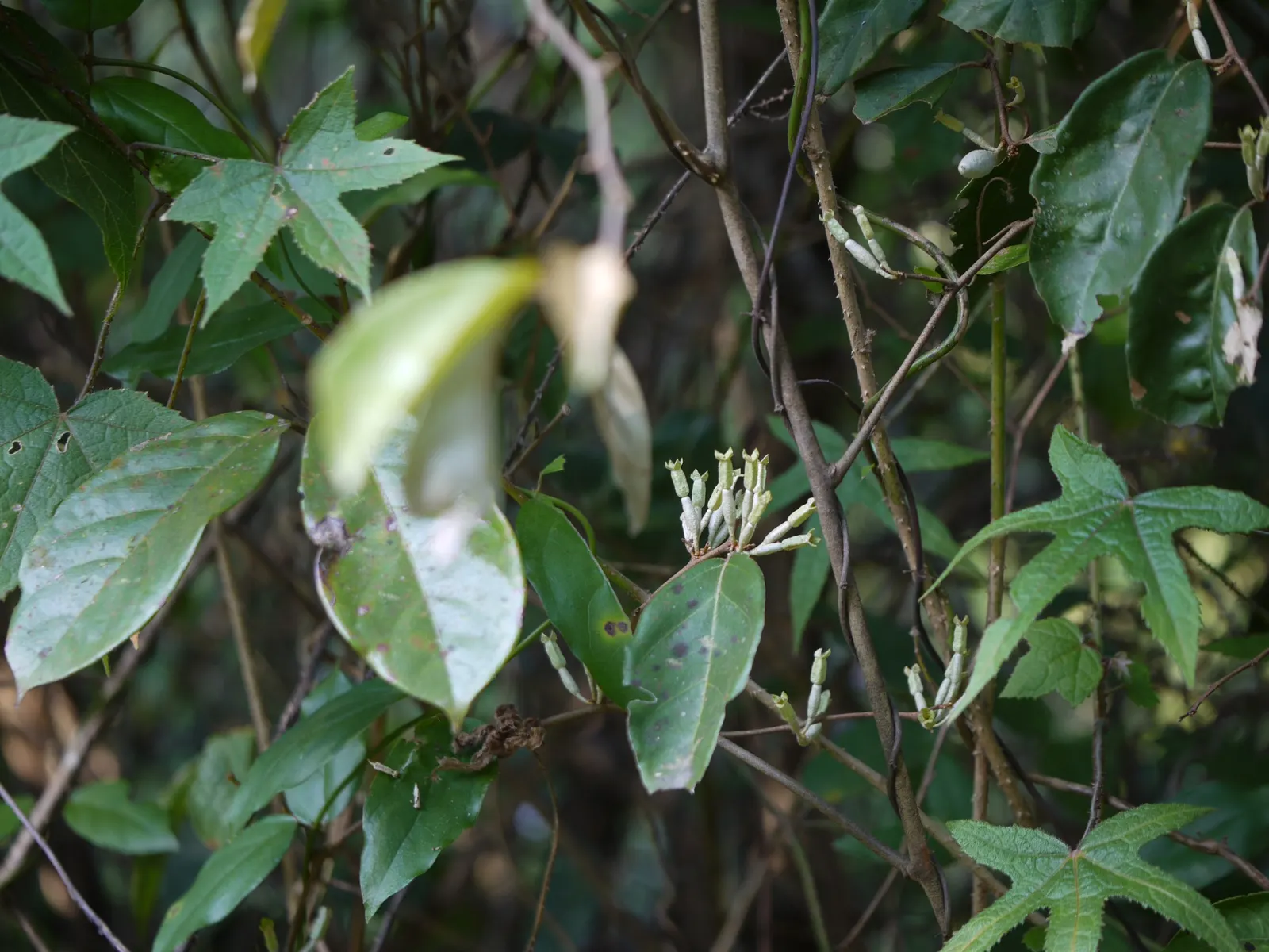 Water Tupelo (Nyssa Aquatica) — tree for full or half; ensures it will be a treasured component of any landscape