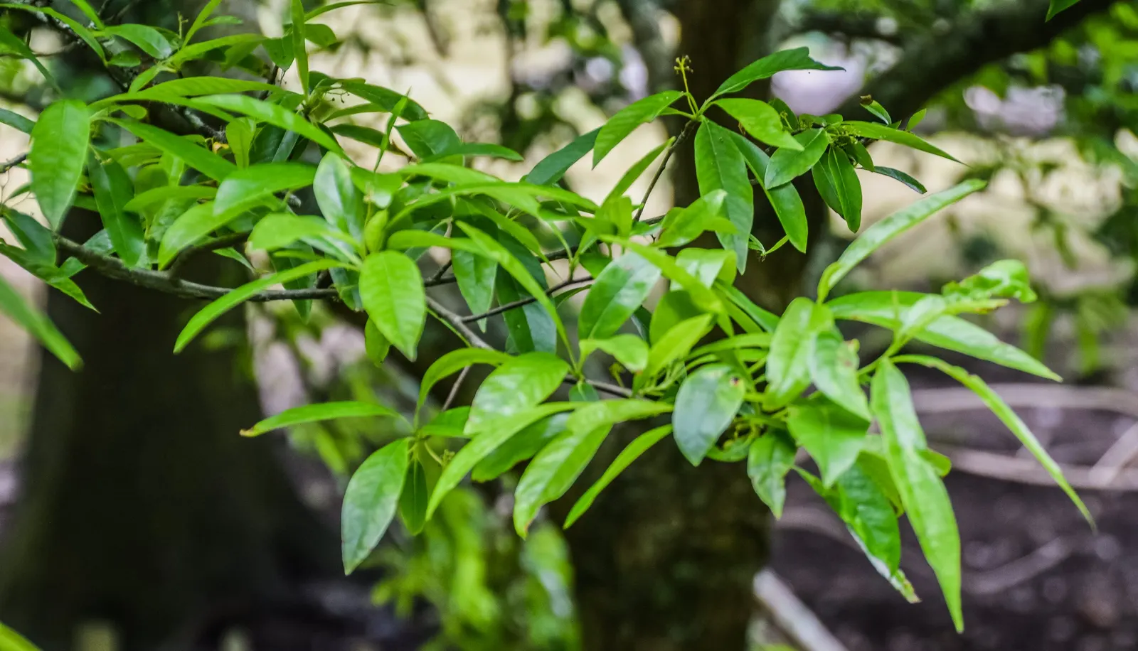 Water Tupelo (Nyssa Aquatica) — When integrating into garden designs
