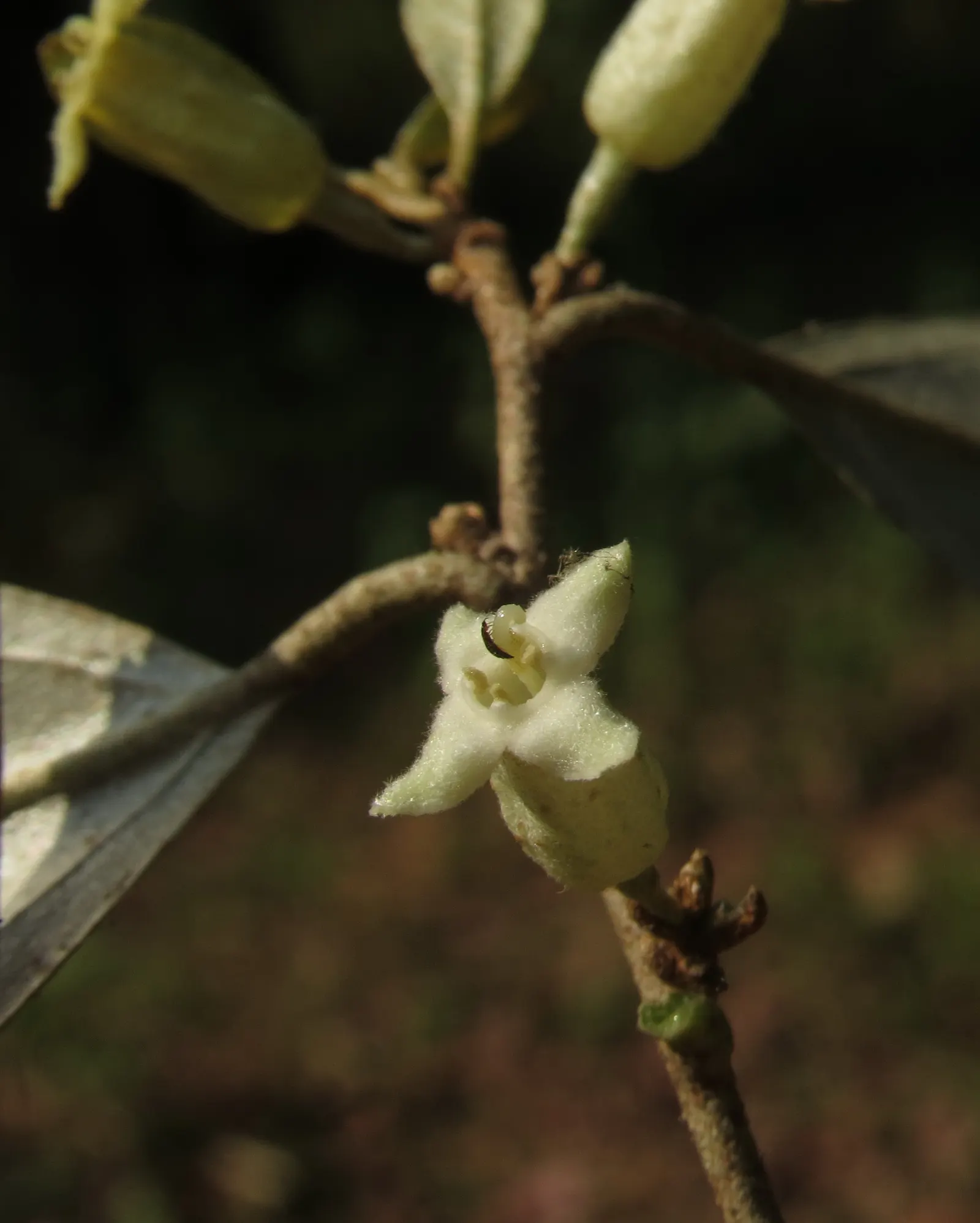 Water Tupelo (Nyssa Aquatica) — or as a specimen tree in large landscapes