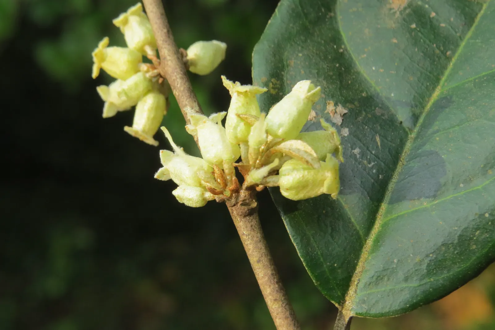 Water Tupelo (Nyssa Aquatica) — Its pyramidal form matures into a rounded canopy, reaching 50-80 feet tall with a 30-50 foot spread; thriving in wet conditions