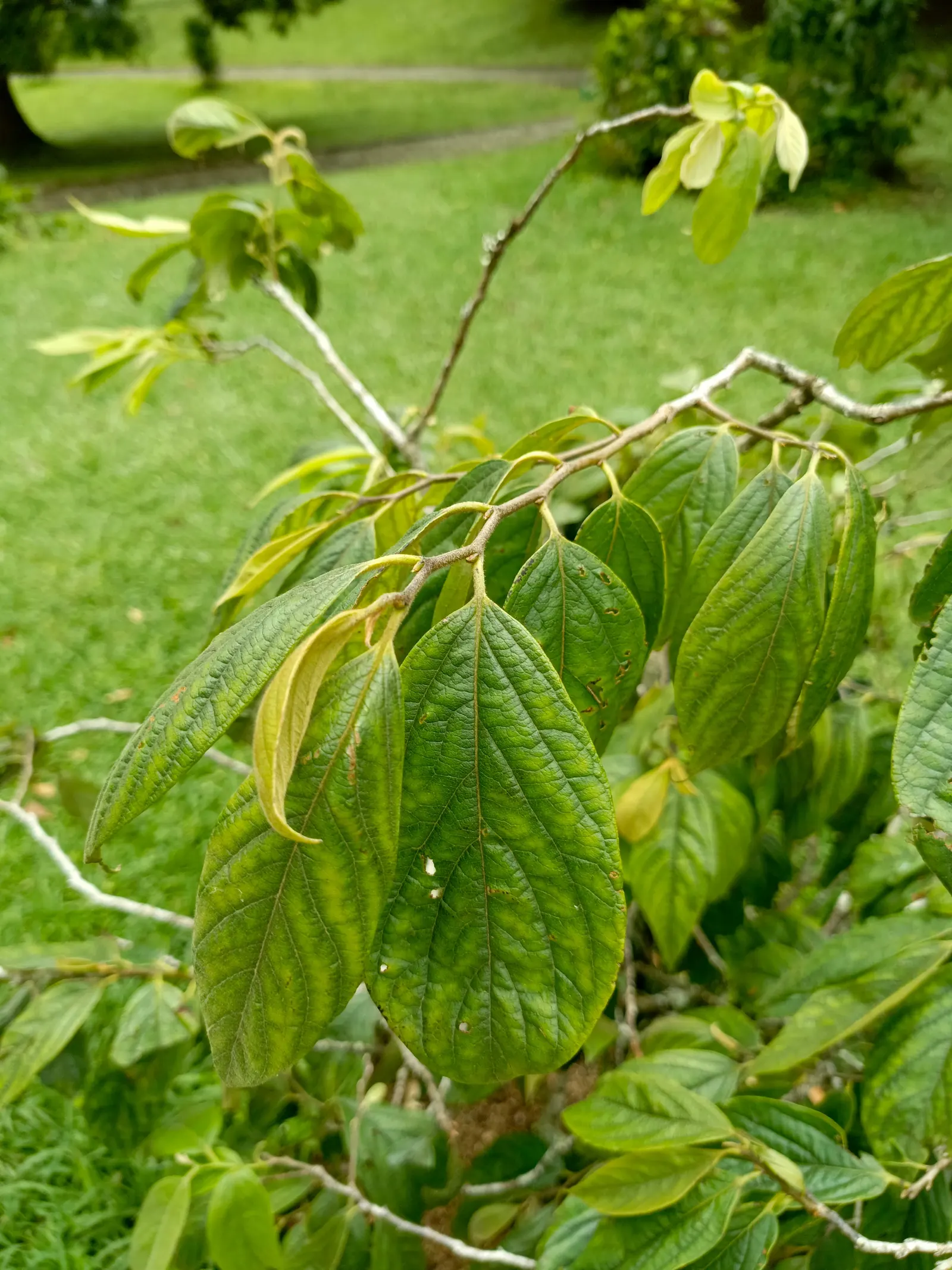 Water Tupelo (Nyssa Aquatica) — By late summer to early fall; preferring full sun to partial shade and is often found on the edges of ponds