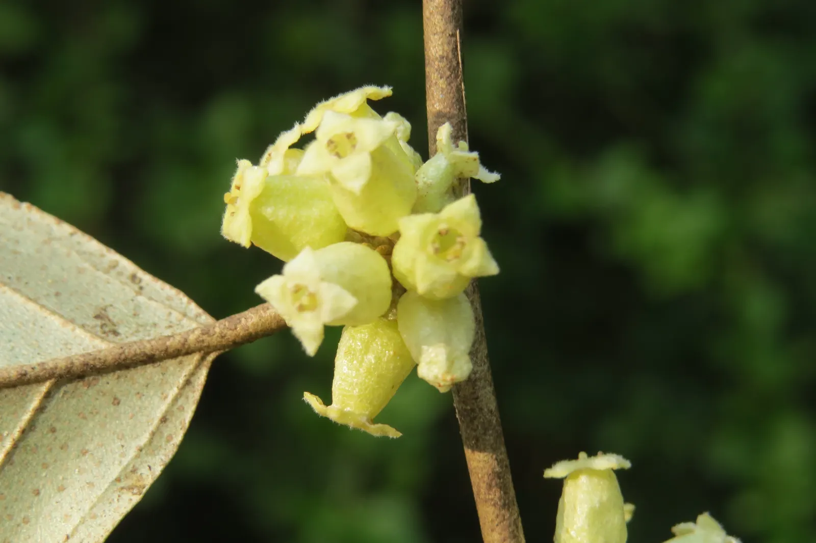 Water Tupelo (Nyssa Aquatica) — a remarkable deciduous tree native to the Southeastern United States; the Ogeechee Tupelo (Nyssa aquatica)