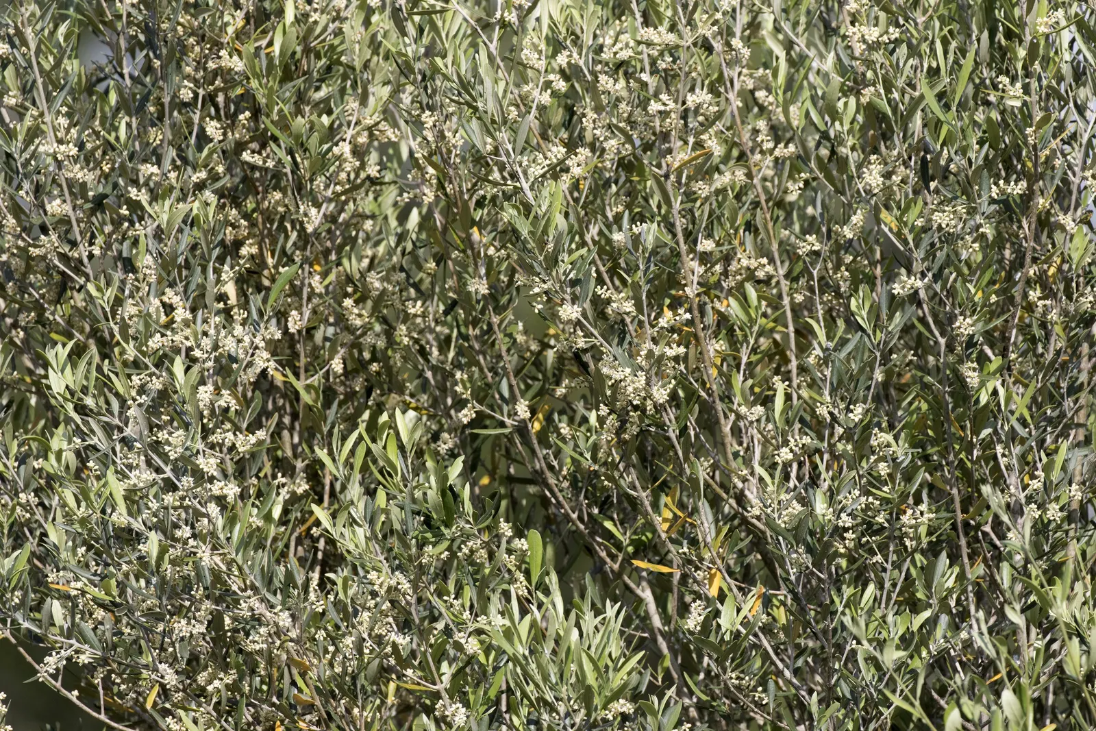 Water Tupelo (Nyssa Aquatica) — fragrant flowers that are typically greenish-white and provide an important nectar source for bees