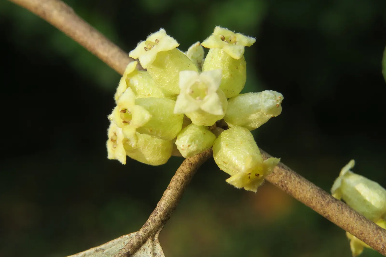 Water Tupelo (Nyssa Aquatica) — the Nyssa aquatica is a compelling choice; the Ogeechee Tupelo (Nyssa aquatica) is a striking deciduous tree