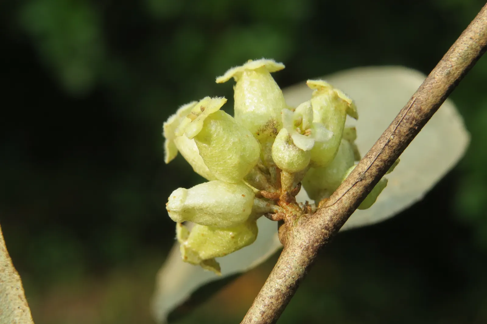 Water Tupelo (Nyssa Aquatica) — is a distinct feature in both natural wetlands and curated landscapes; fragrant flowers that are typically greenish-white and