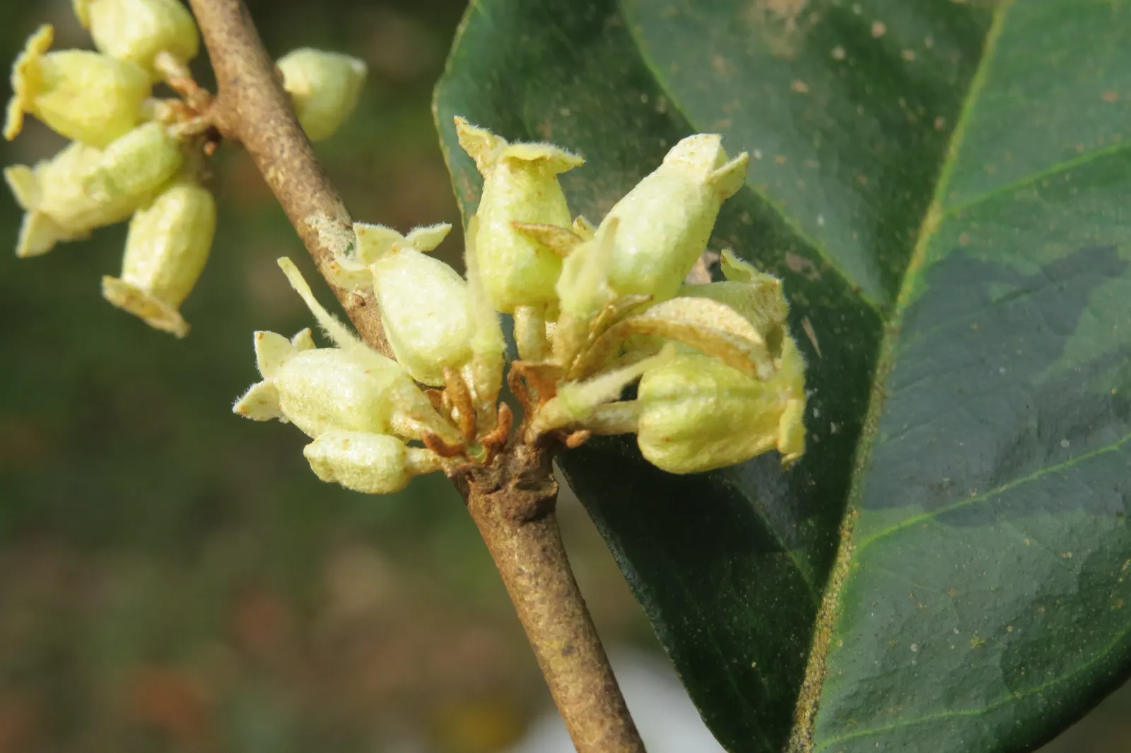 Water Tupelo (Nyssa Aquatica) — which attracts a variety of wildlife.<br><br>For clients who value both aesthetics and ecology; the Nyssa aquatica is a