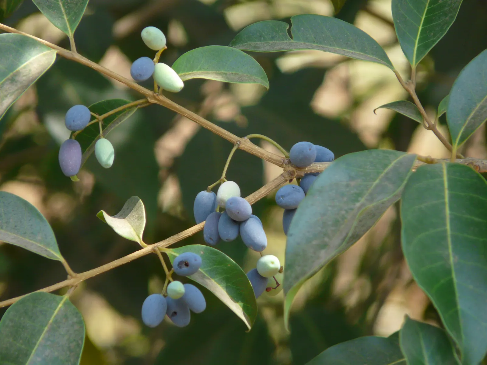 Water Tupelo (Nyssa Aquatica) — The Ogeechee Tupelo (Nyssa aquatica); tree for full or half, image 53