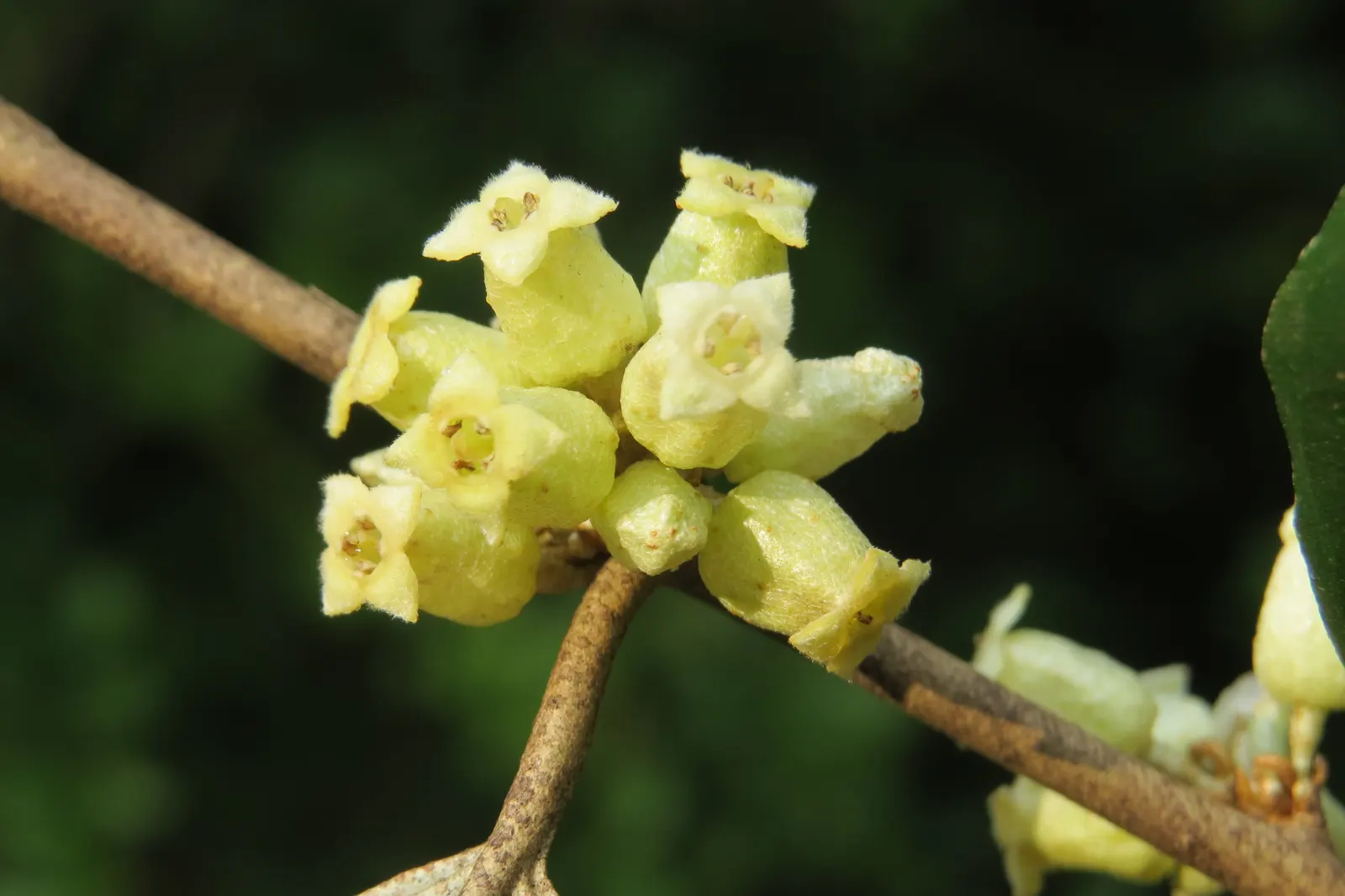 Water Tupelo (Nyssa Aquatica) — preferring full sun to partial shade and is often found on the edges of ponds; when integrating into garden designs