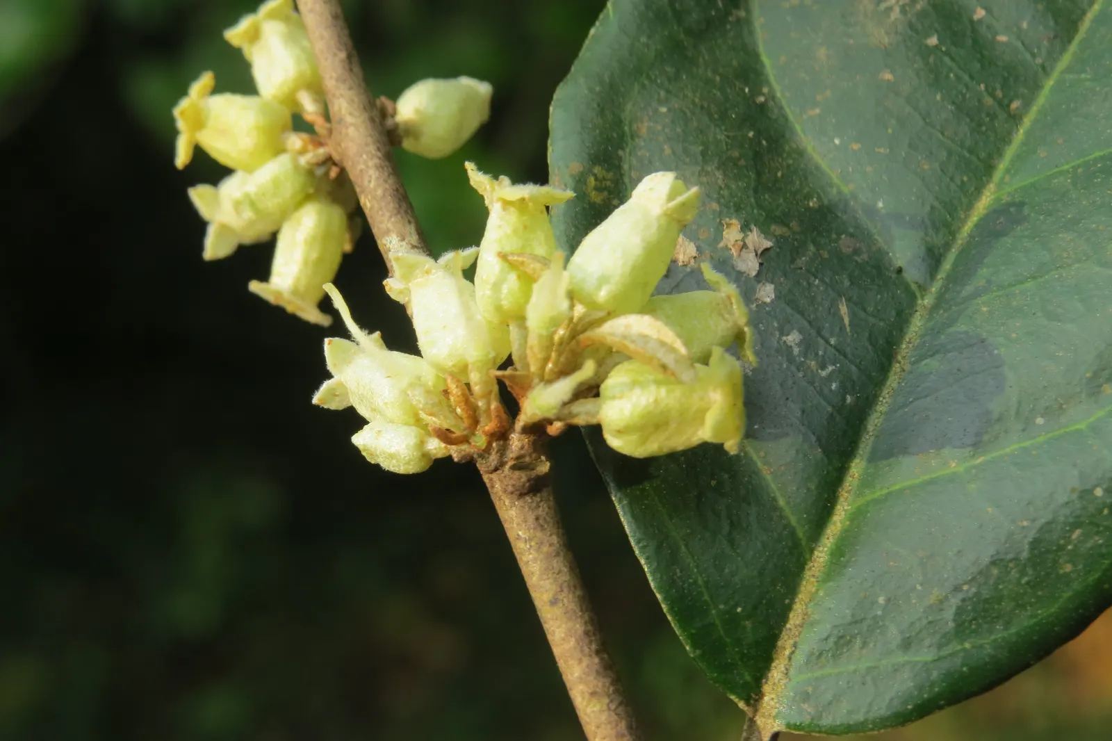 Water Tupelo (Nyssa Aquatica) — The Ogeechee Tupelo (Nyssa aquatica) is a striking deciduous tree; its pyramidal form matures into a rounded, image 47