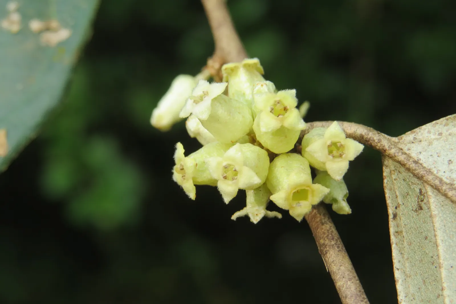 Water Tupelo (Nyssa Aquatica) — The Ogeechee Tupelo (Nyssa aquatica); tree for full or half