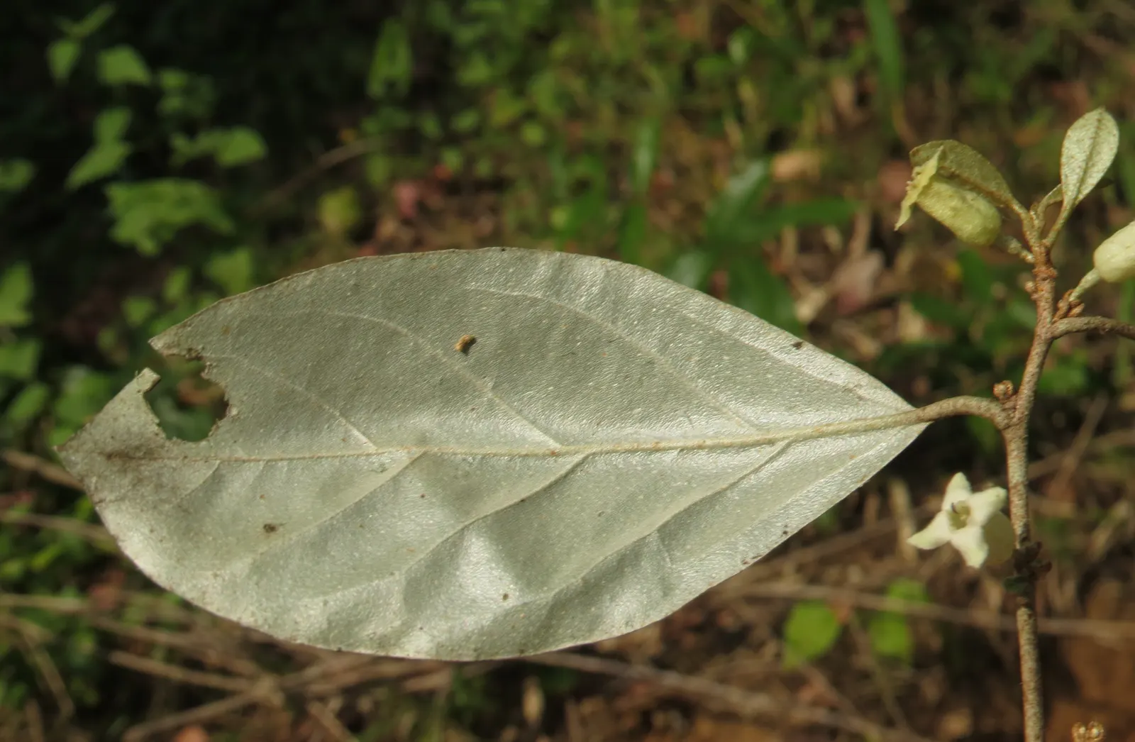 Water Tupelo (Nyssa Aquatica) — which attracts a variety of wildlife.<br><br>For clients who value both aesthetics and ecology