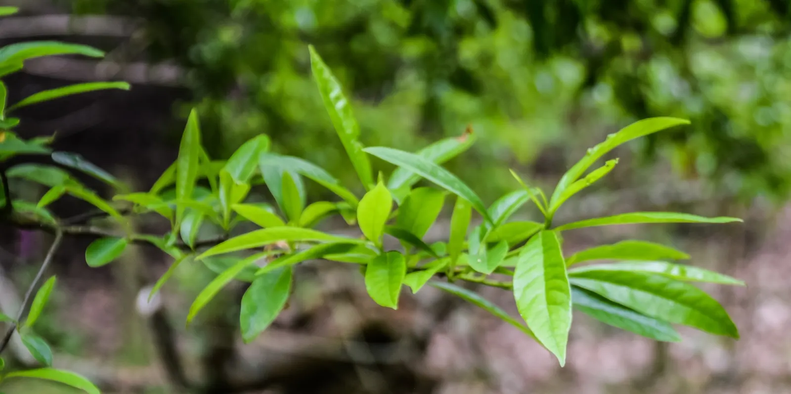 Water Tupelo (Nyssa Aquatica) — The Ogeechee Tupelo (Nyssa aquatica) is a striking deciduous tree; its pyramidal form matures into a rounded canopy, reaching