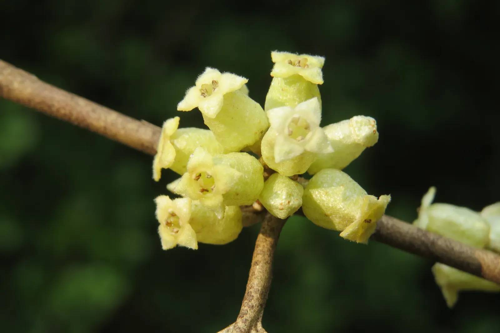 Water Tupelo (Nyssa Aquatica) — often found along riverbanks; its ability to serve as a habitat and food source for wildlife