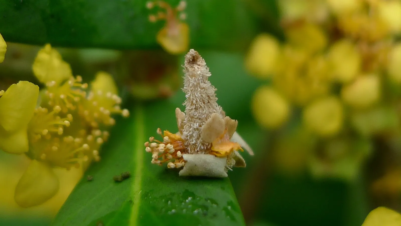 Water Tupelo (Nyssa Aquatica) — fragrant flowers that are typically greenish-white and provide an important nectar source for bees; often found, image 60