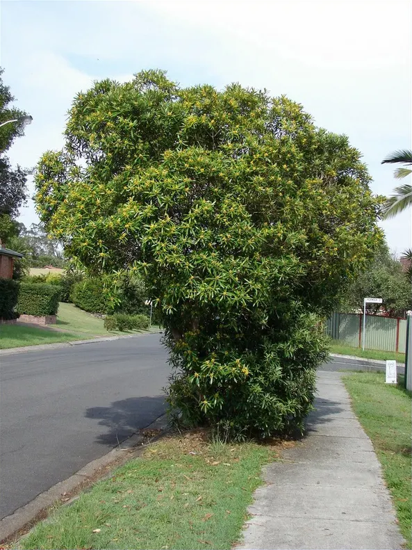 Water Tupelo (Nyssa Aquatica) — or as a specimen tree in large landscapes; it provides habitat for wildlife and the spring blooms attract pollinators