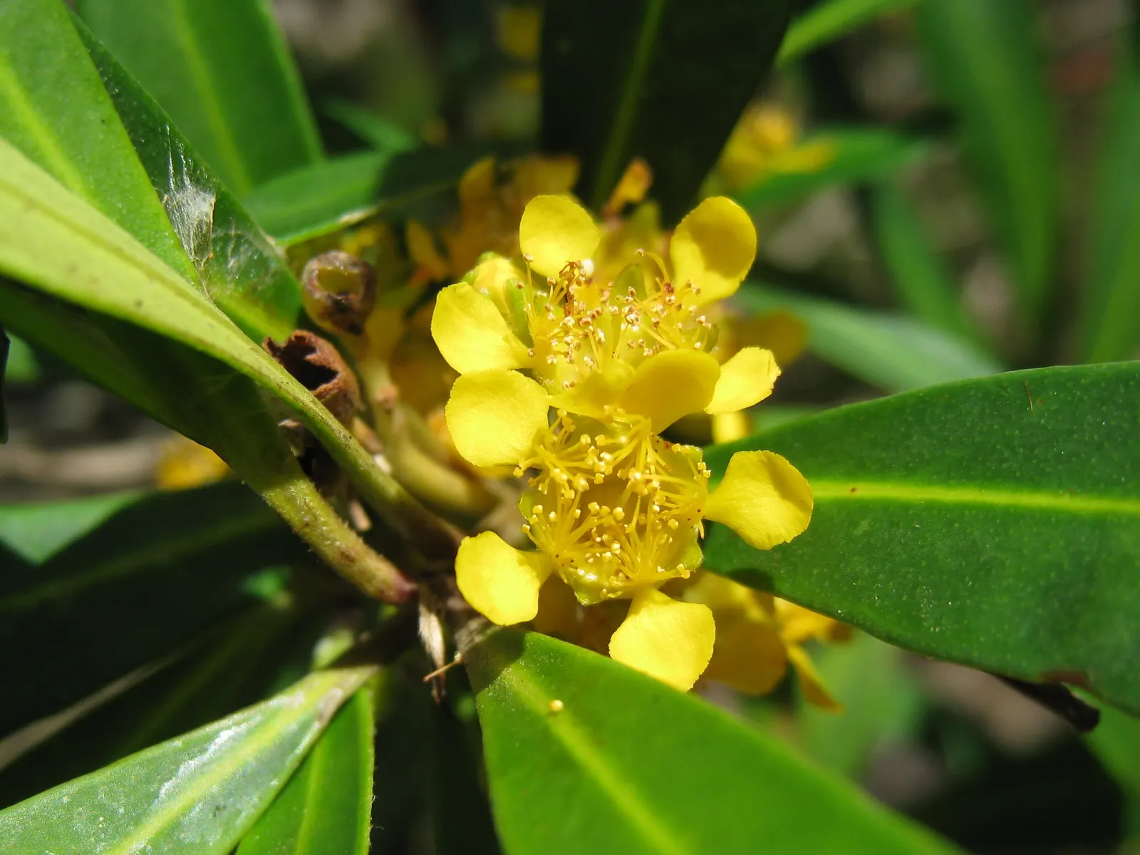 Water Tupelo (Nyssa Aquatica) — is a distinct feature in both natural wetlands and curated landscapes; fragrant flowers that are typically, image 55