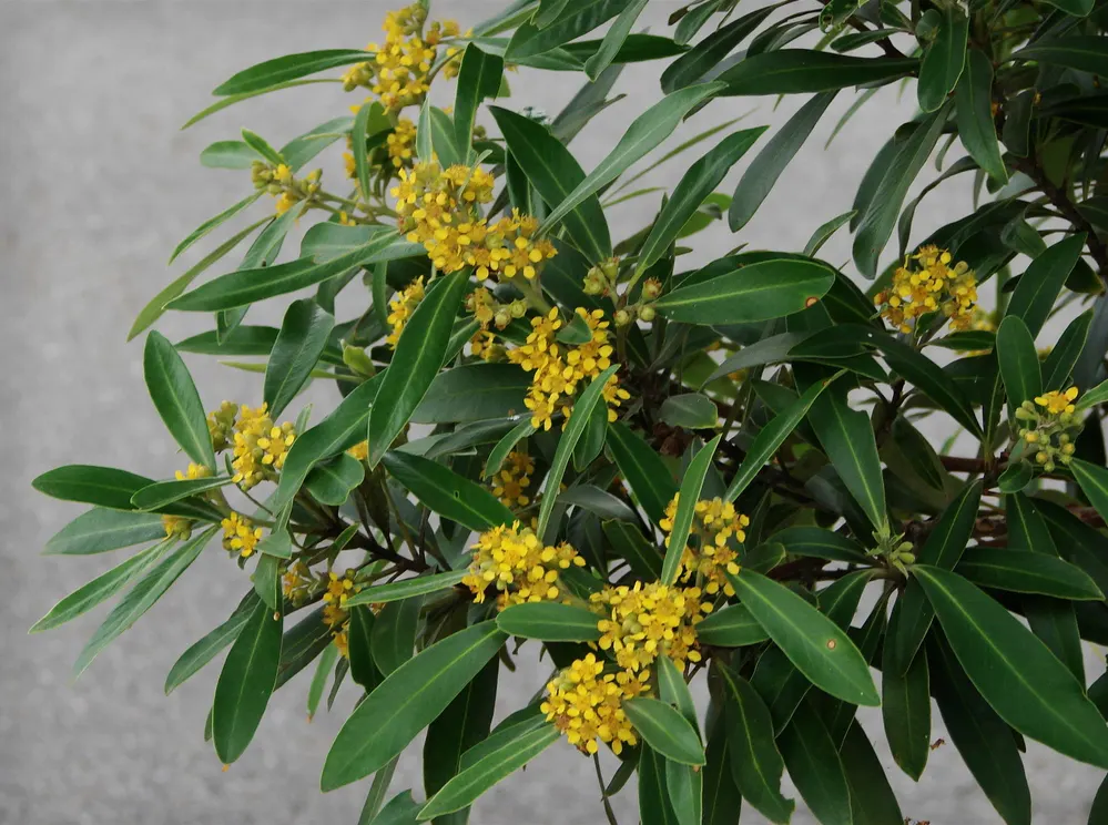 Water Tupelo (Nyssa Aquatica) — When integrating into garden designs; resilient in zones 6-9, it requires full sun to partial shade