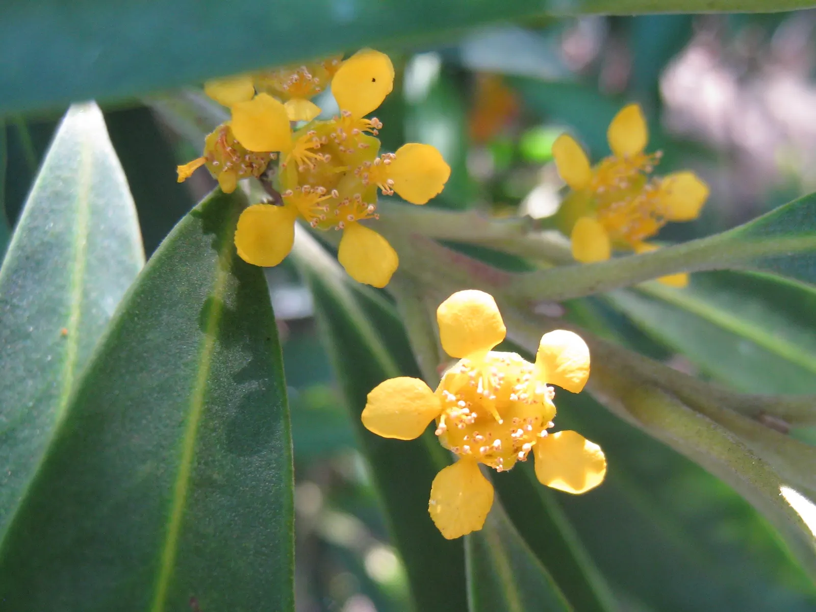 Water Tupelo (Nyssa Aquatica) — a remarkable deciduous tree native to the Southeastern United States; the Ogeechee Tupelo (Nyssa aquatica), image 54