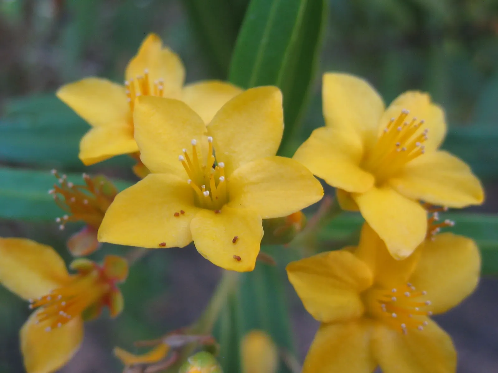 Water Tupelo (Nyssa Aquatica) — Resilient in zones 6-9, it requires full sun to partial shade; which attracts a variety of wildlife.<br><br>For, image 52