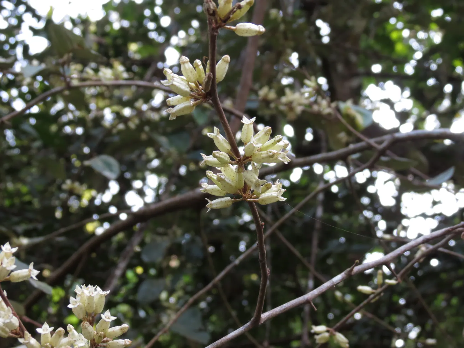 Water Tupelo (Nyssa Aquatica) — tree for full or half