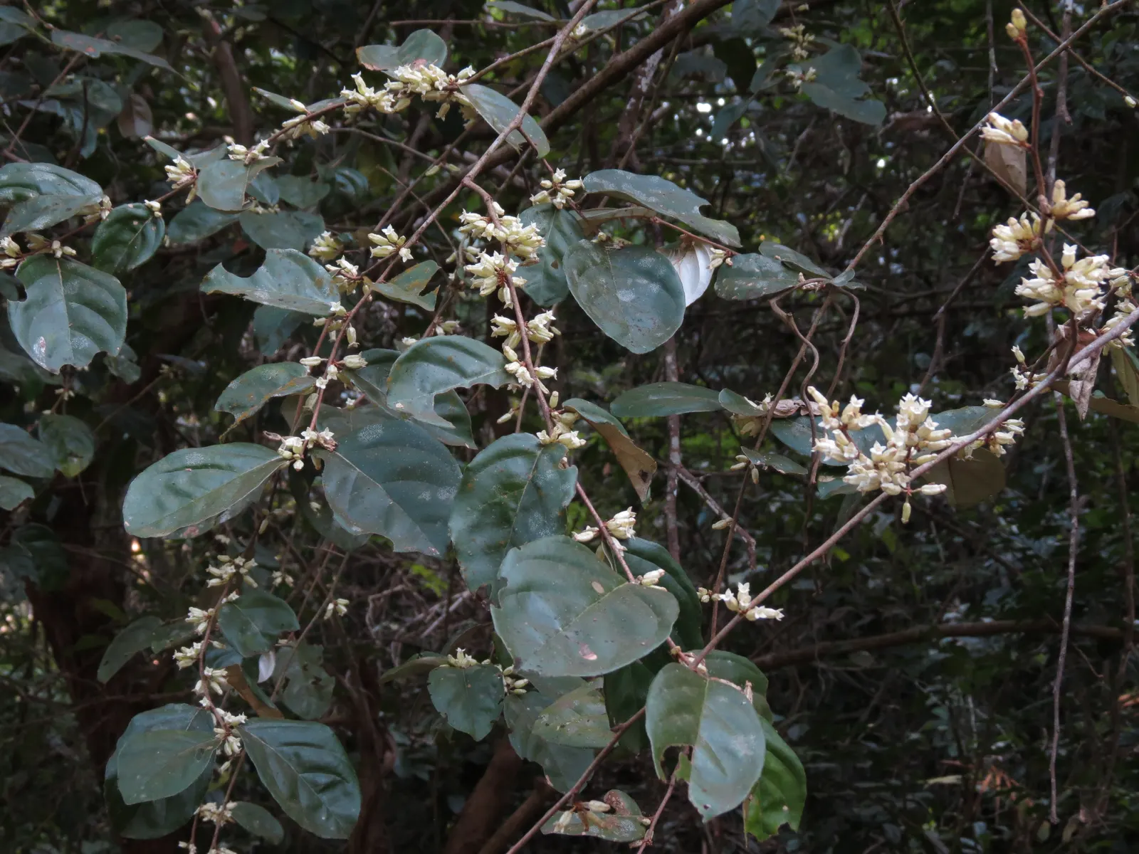 Water Tupelo (Nyssa Aquatica) — which can reach up to 5 to 6 inches long, image 58