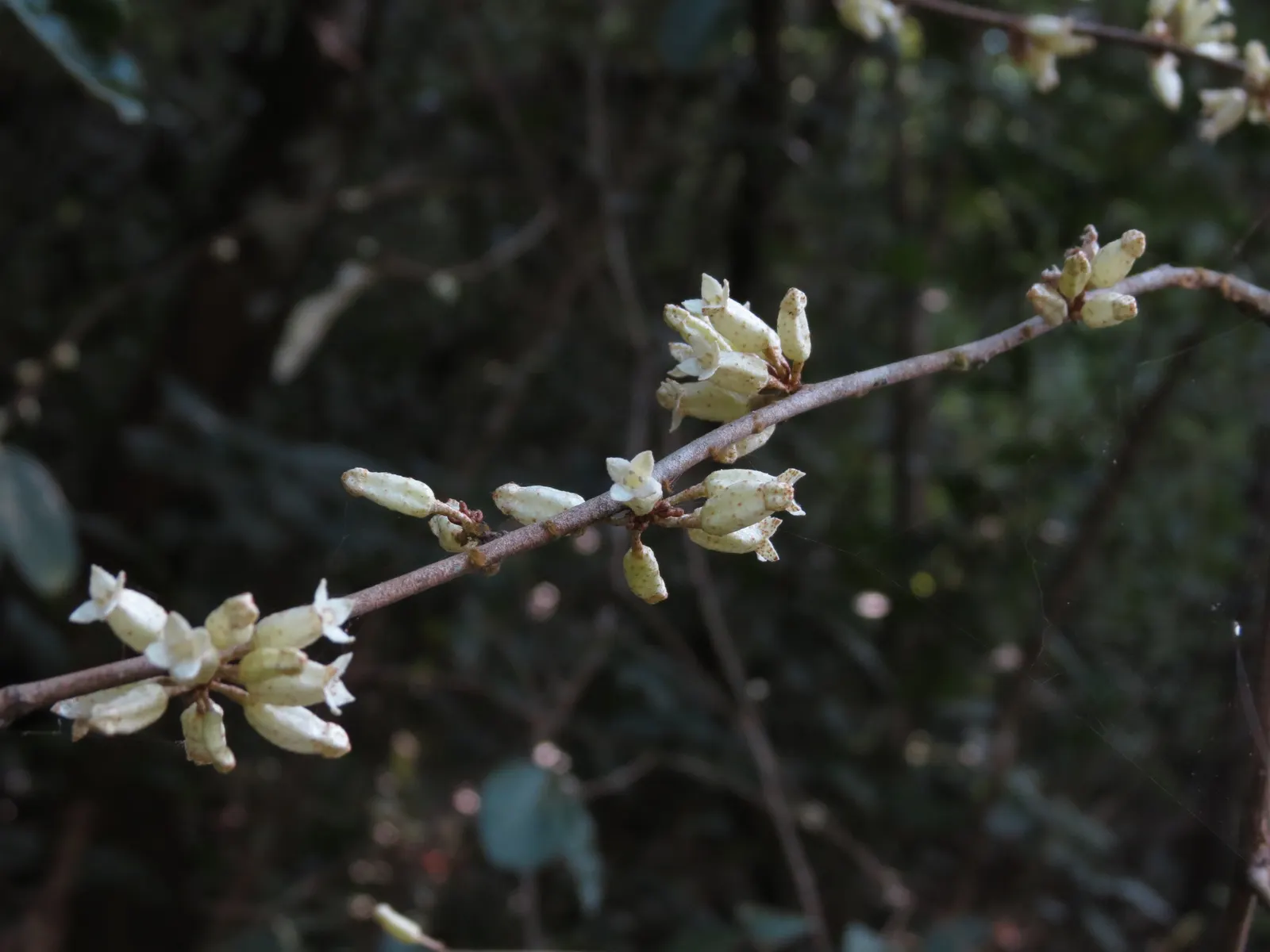 Water Tupelo (Nyssa Aquatica) — which can reach up to 5 to 6 inches long
