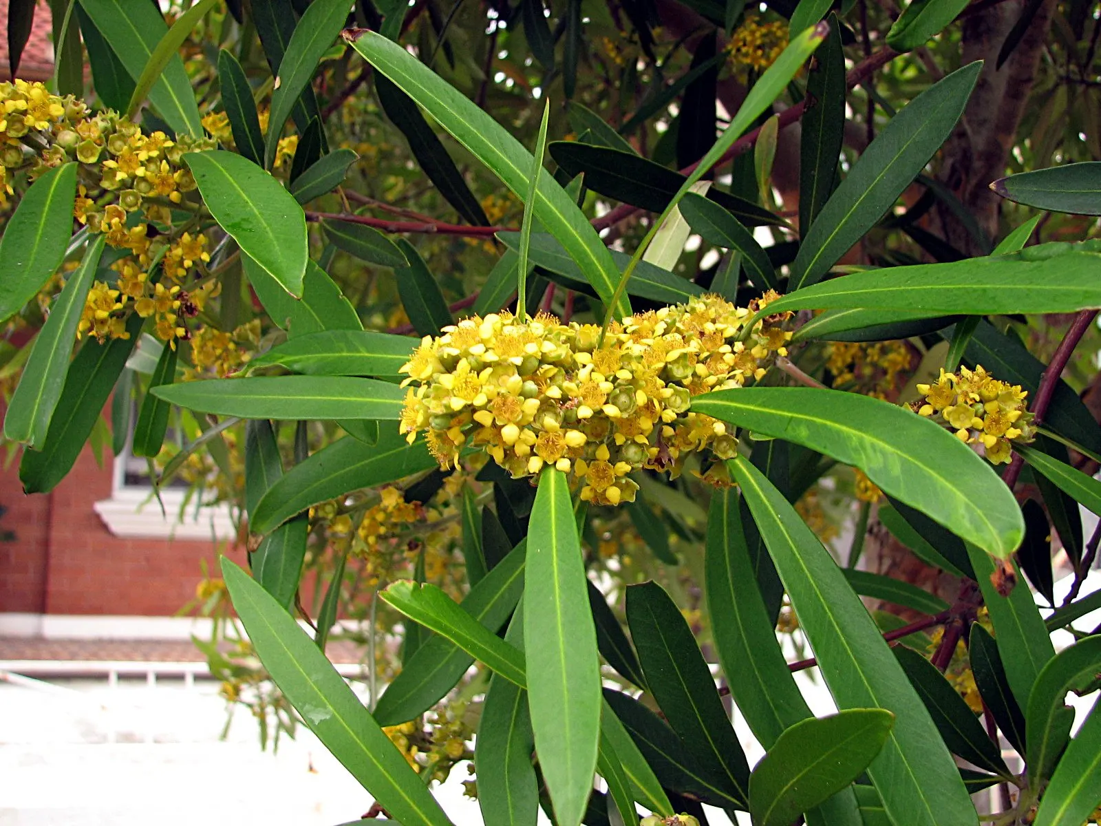 Water Tupelo (Nyssa Aquatica) — often found along riverbanks