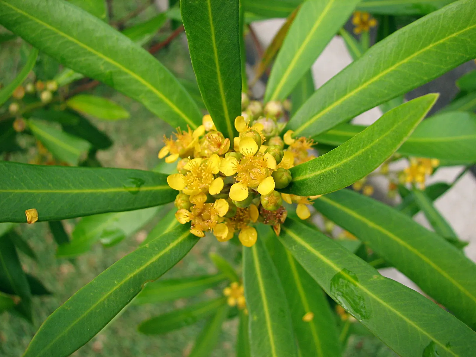 Water Tupelo (Nyssa Aquatica) — thriving in wet conditions; or as a specimen tree in large landscapes