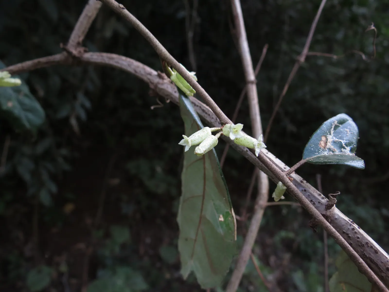 Water Tupelo (Nyssa Aquatica) — Its pyramidal form matures into a rounded canopy, reaching 50-80 feet tall with a 30-50 foot spread; thriving in, image 50