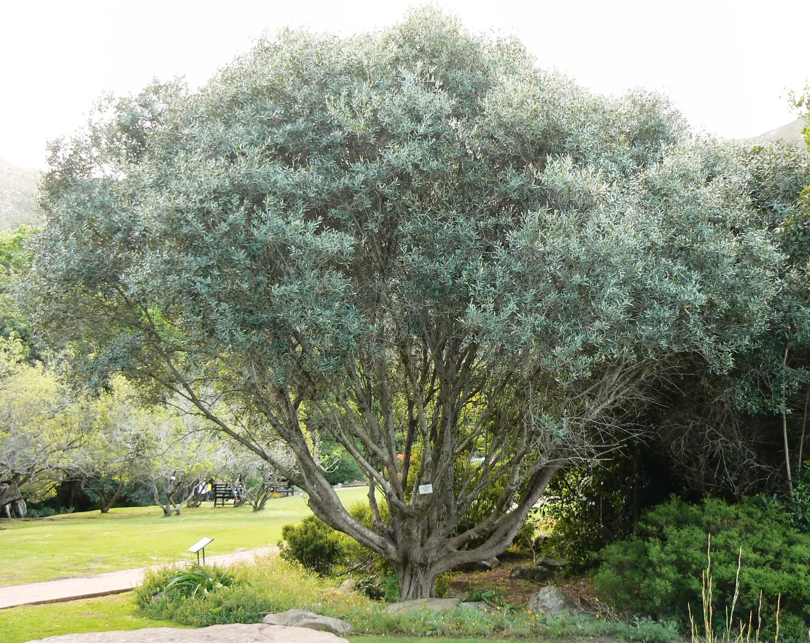 Water Tupelo (Nyssa Aquatica) — Its ability to serve as a habitat and food source for wildlife; a remarkable deciduous tree native to the Southeastern United