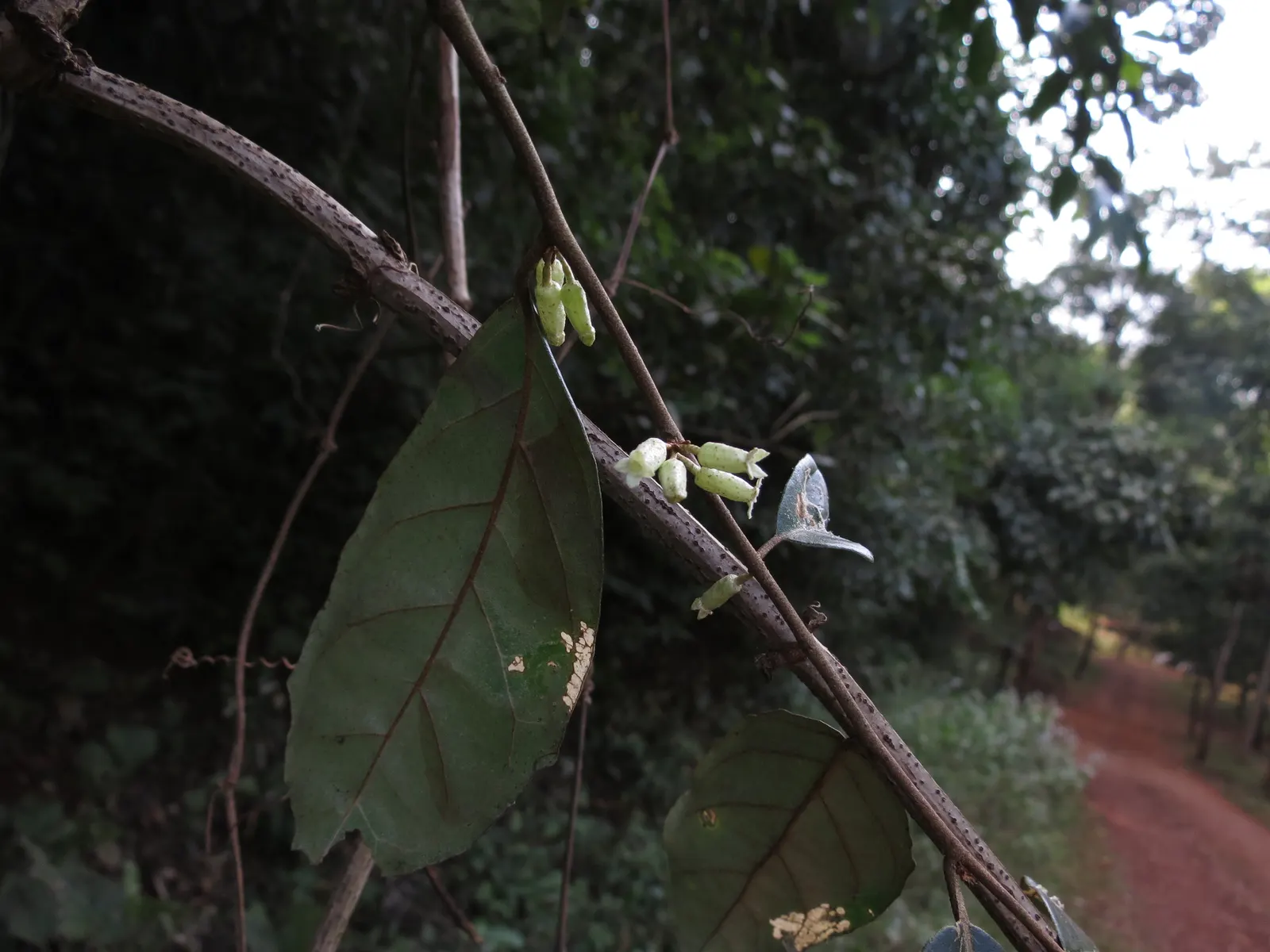 Water Tupelo (Nyssa Aquatica) — a remarkable deciduous tree native to the Southeastern United States
