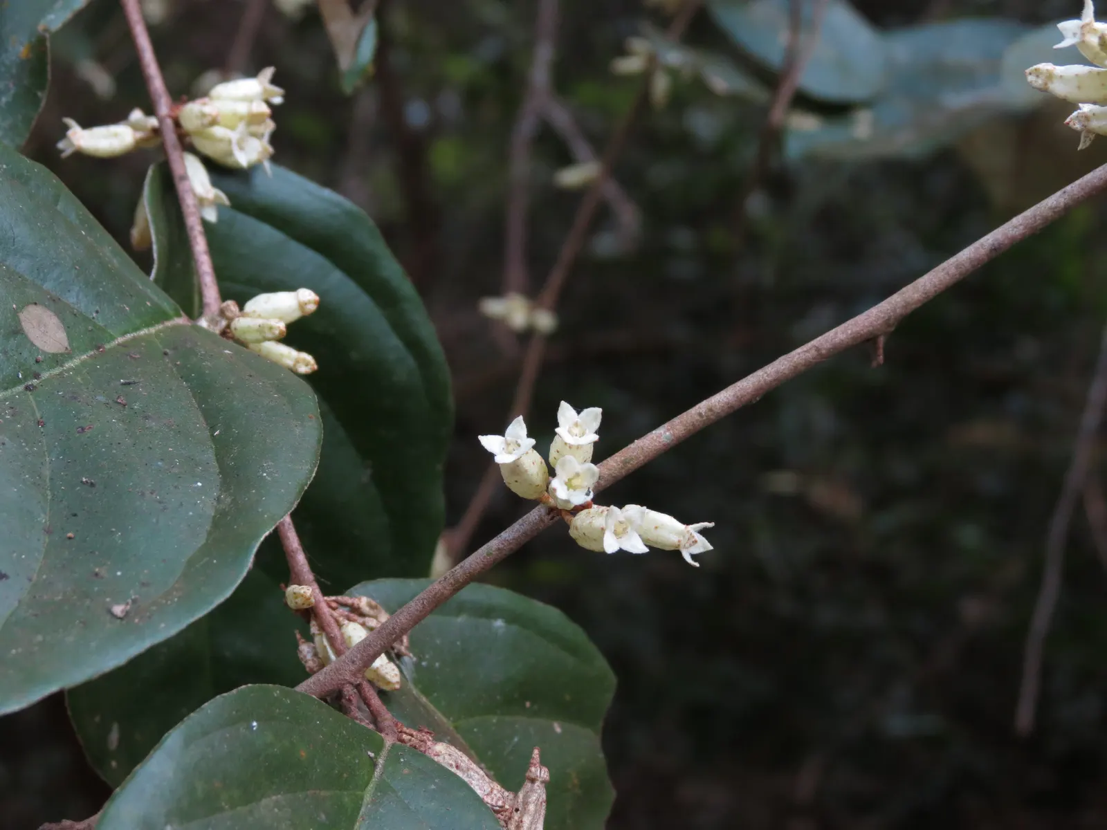 Water Tupelo (Nyssa Aquatica) — It provides habitat for wildlife and the spring blooms attract pollinators