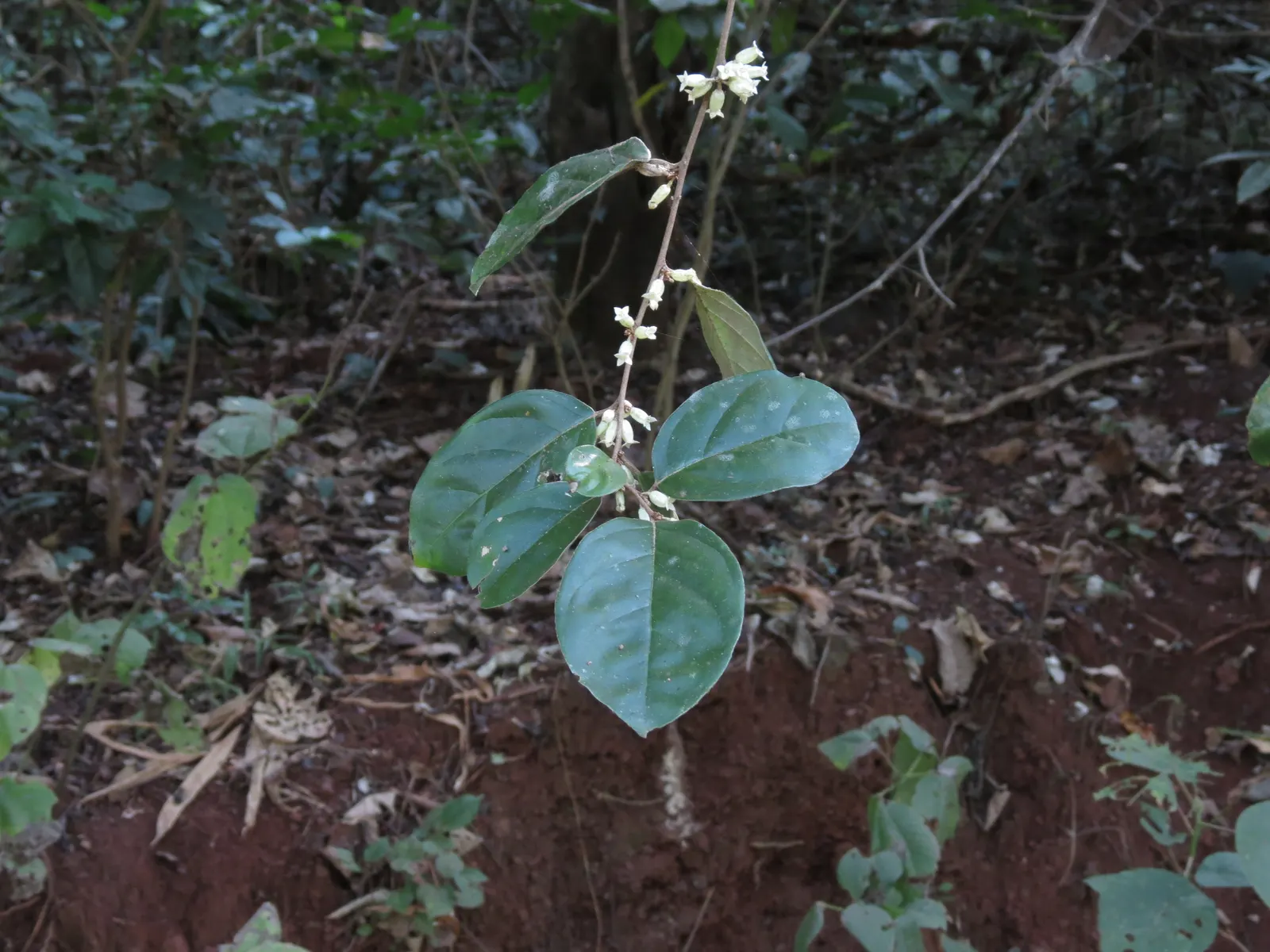 Water Tupelo (Nyssa Aquatica) — alongside its ornamental beauty