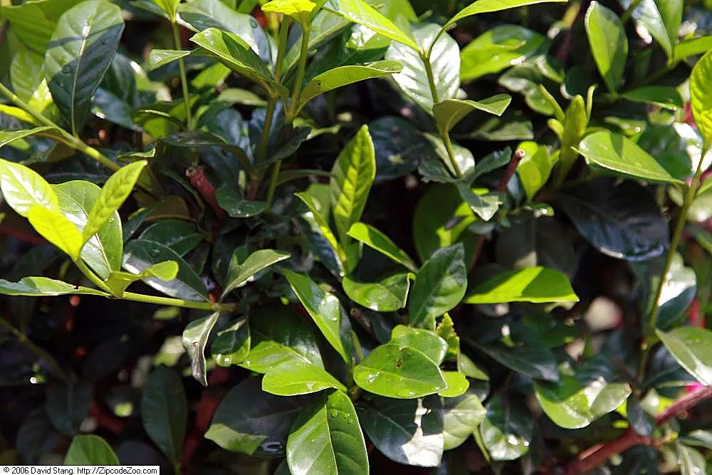 First Love Gardenia (Gardenia 'First Love') — Thriving in USDA Zones 8-11, it reaches 3-4 feet in height and spread