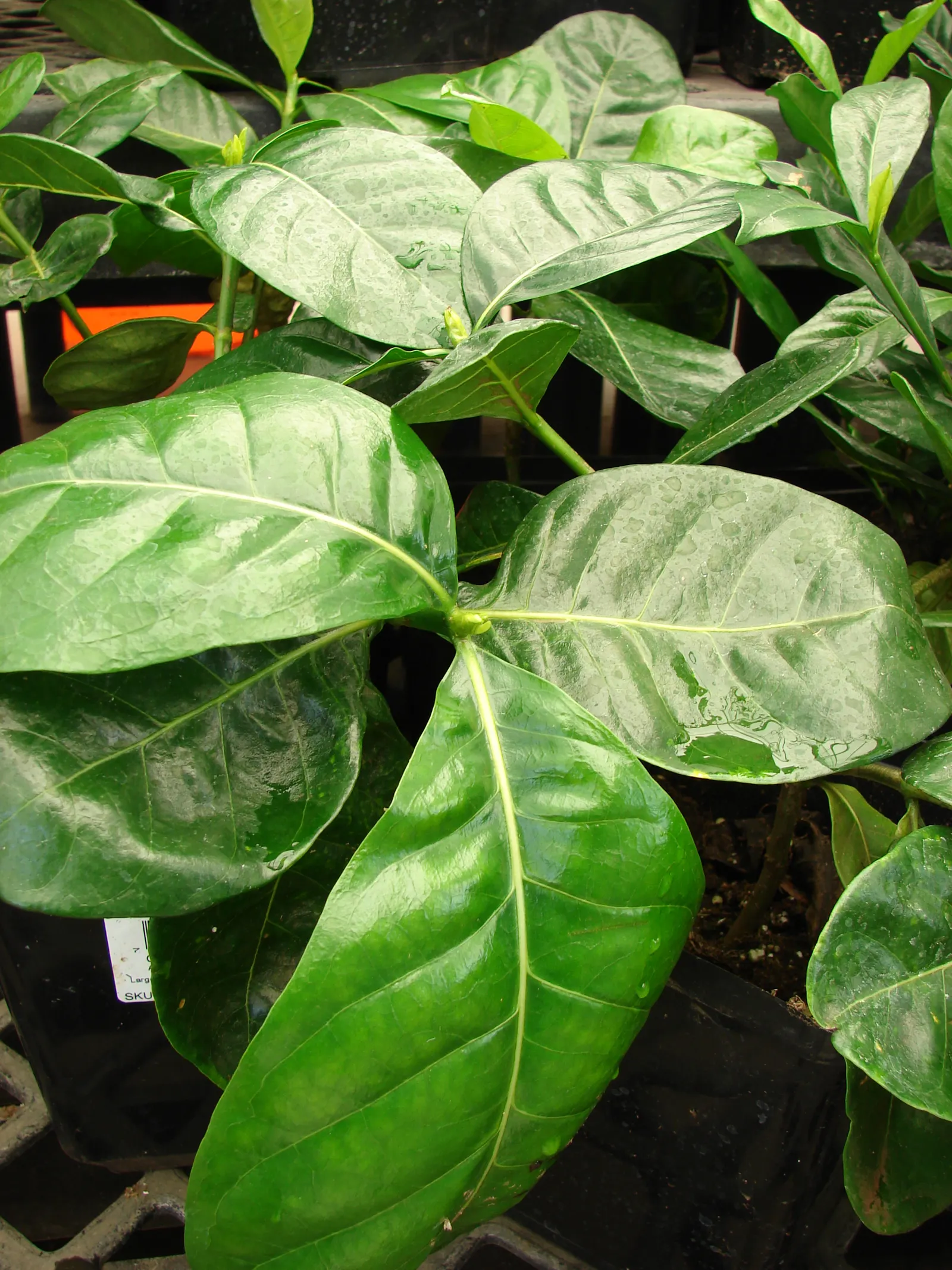 First Love Gardenia (Gardenia 'First Love') — treasured for its intensely fragrant