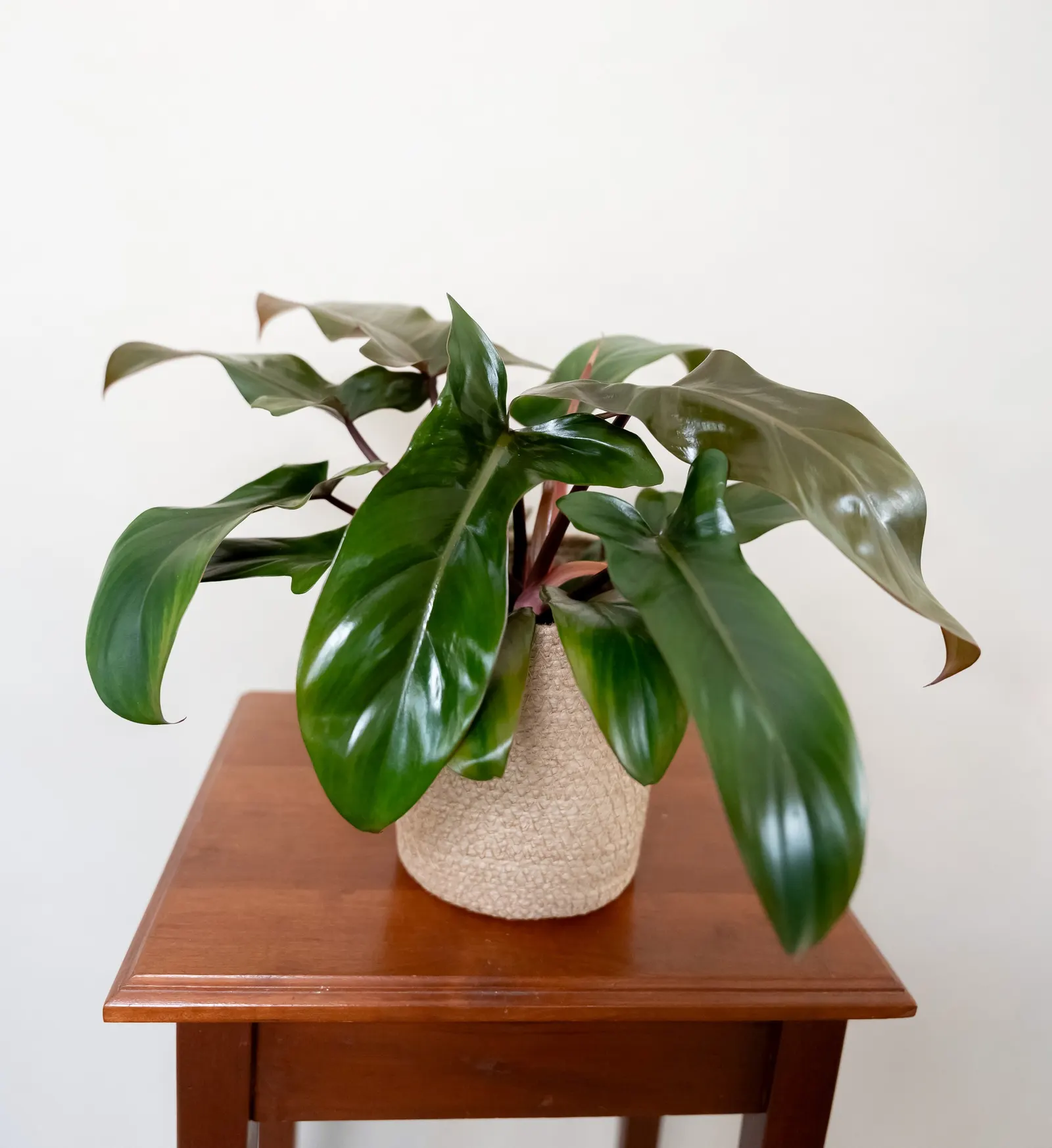 Bronze Philodendron (Philodendron hybrid) — The Philodendron hybrid 'Bronze' is an upright Proven Winners® houseplant with elongated