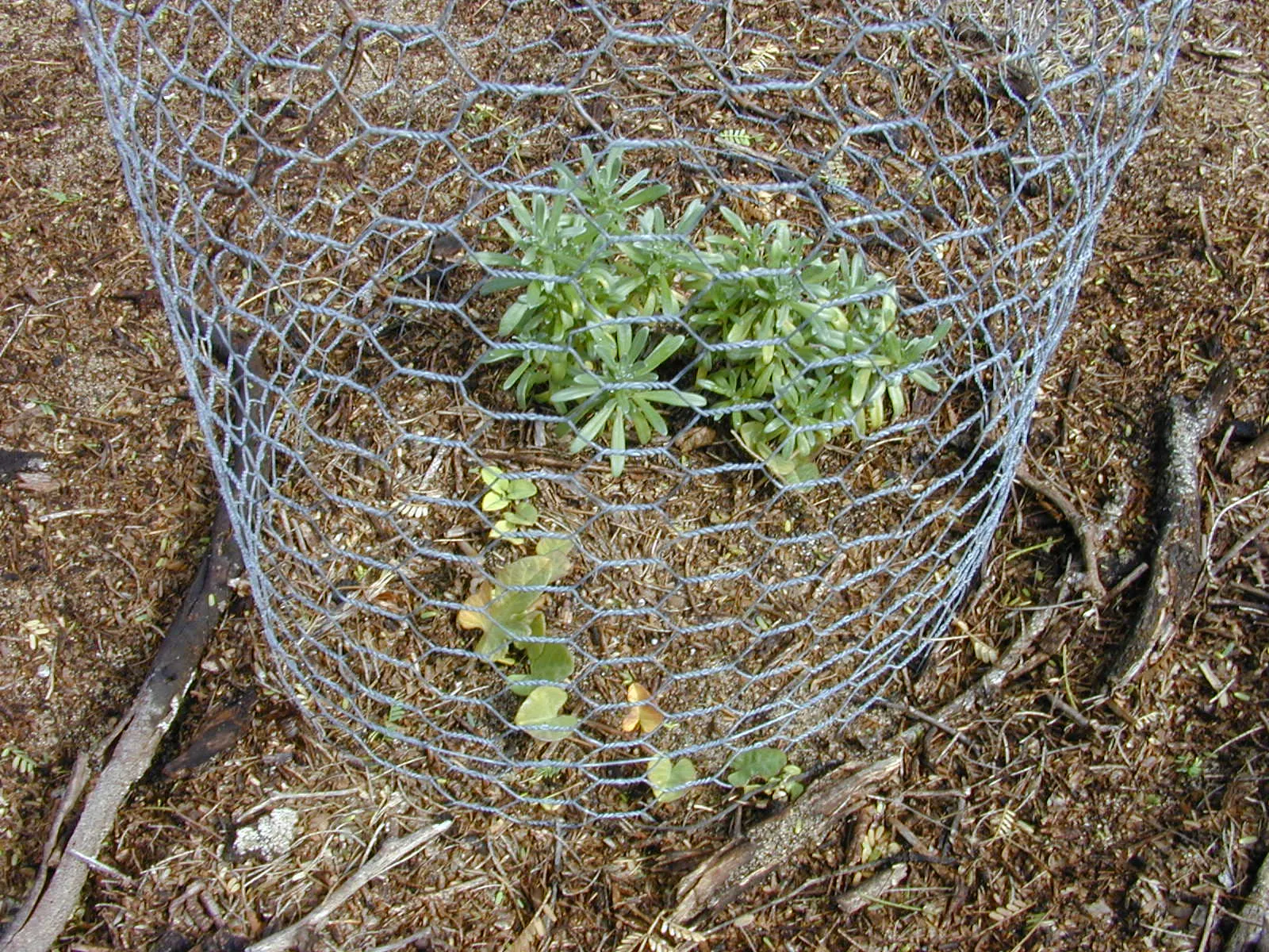 Hinahina, White Heliotrope (Heliotropium Anomalum Argenteum) — Hinahina is an evergreen choice