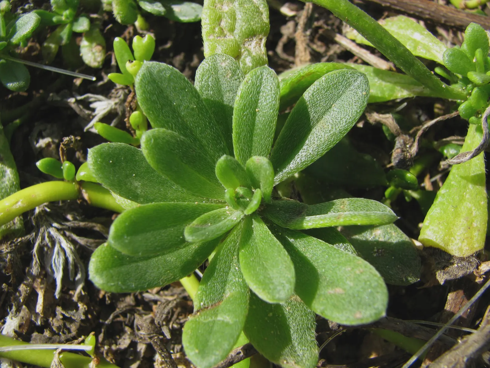 Hinahina, White Heliotrope (Heliotropium Anomalum Argenteum) — which provides a striking contrast against the vibrant greens commonly found in garden designs