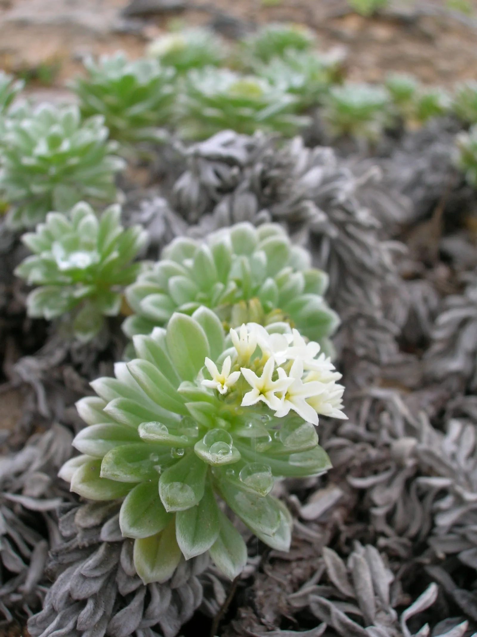 Hinahina, White Heliotrope (Heliotropium Anomalum Argenteum) — Native to Hawaii, it's a resilient, drought-tolerant groundcover, thriving in full, image 31