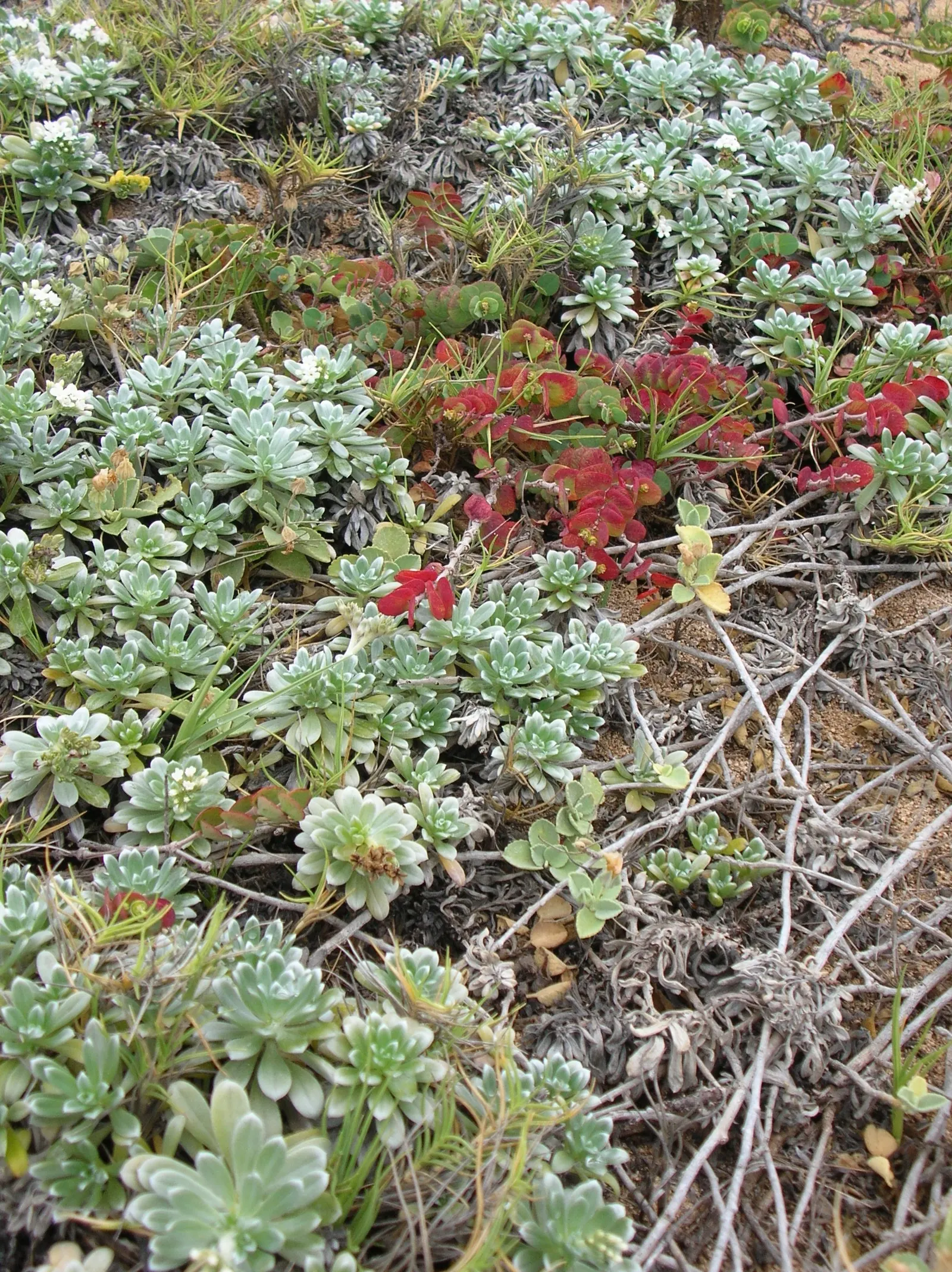 Hinahina, White Heliotrope (Heliotropium Anomalum Argenteum) — it lends a coastal essence to gardens; typically reaching 6-12 inches in height and spreading