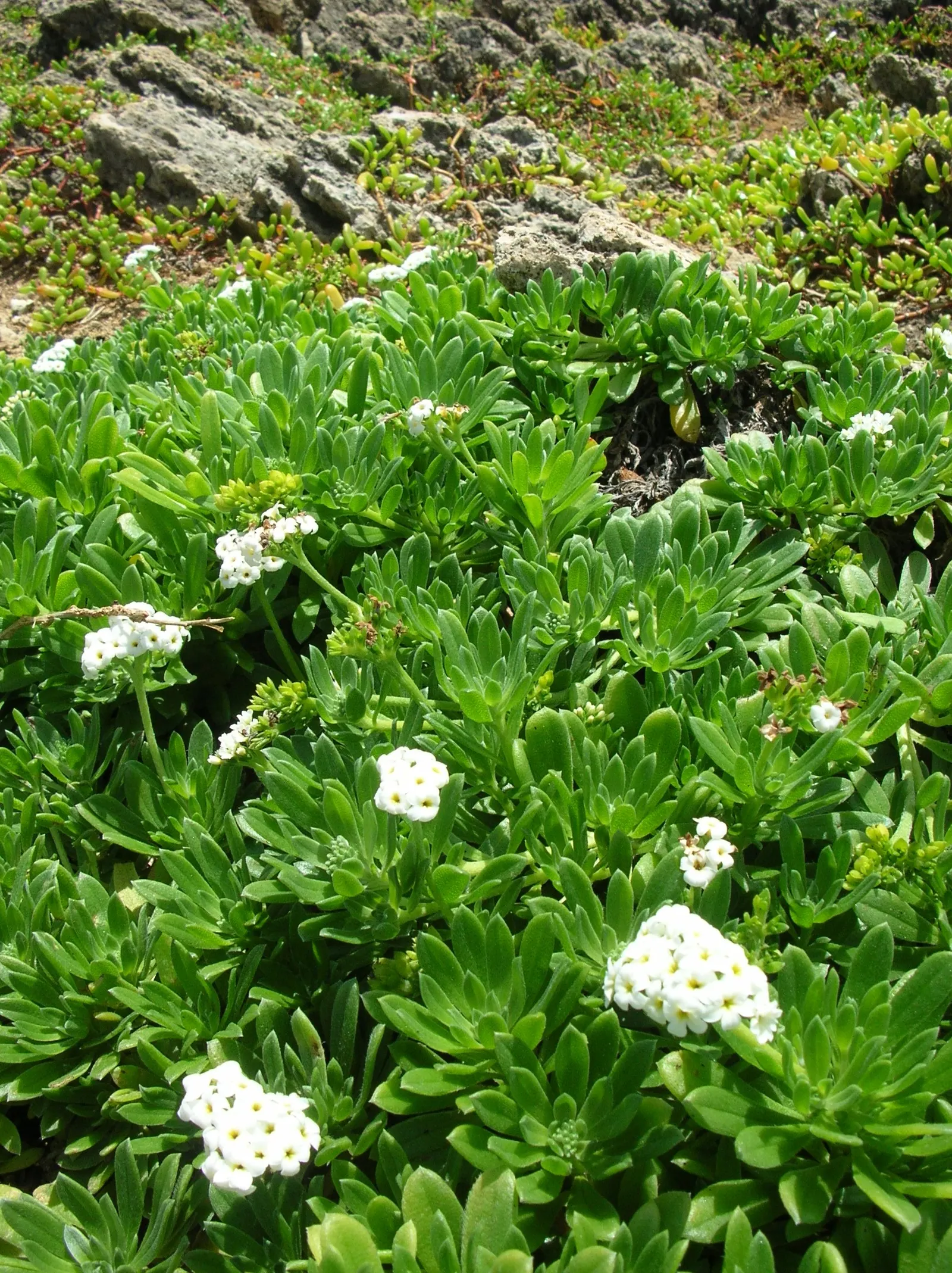 Hinahina, White Heliotrope (Heliotropium Anomalum Argenteum) — argenteum), presents an alluring choice for a coastal or xeric garden landscape; remember to
